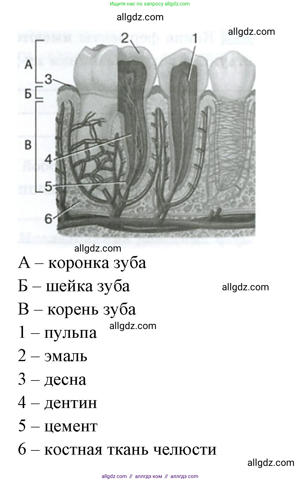 Биология, 9 класс рабочая тетрадь, авторы: Пасечник Владимир Васильевич, Швецов Глеб Геннадьевич, издательство Просвещение, Москва, 2023, розового цвета, страница 85, номер 4, Решение (продолжение 2)