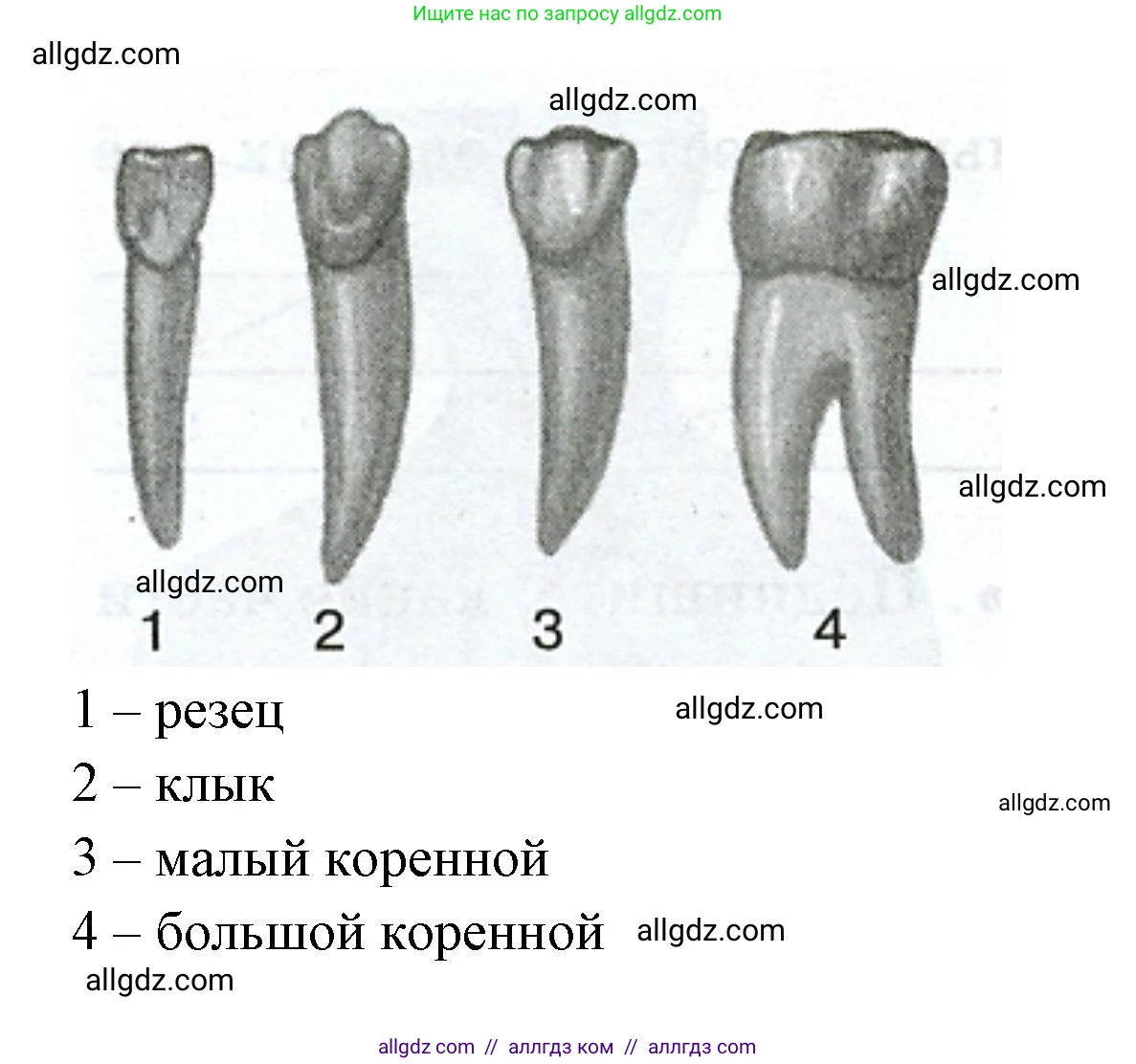 Биология, 9 класс рабочая тетрадь, авторы: Пасечник Владимир Васильевич, Швецов Глеб Геннадьевич, издательство Просвещение, Москва, 2023, розового цвета, страница 86, номер 6, Решение (продолжение 2)