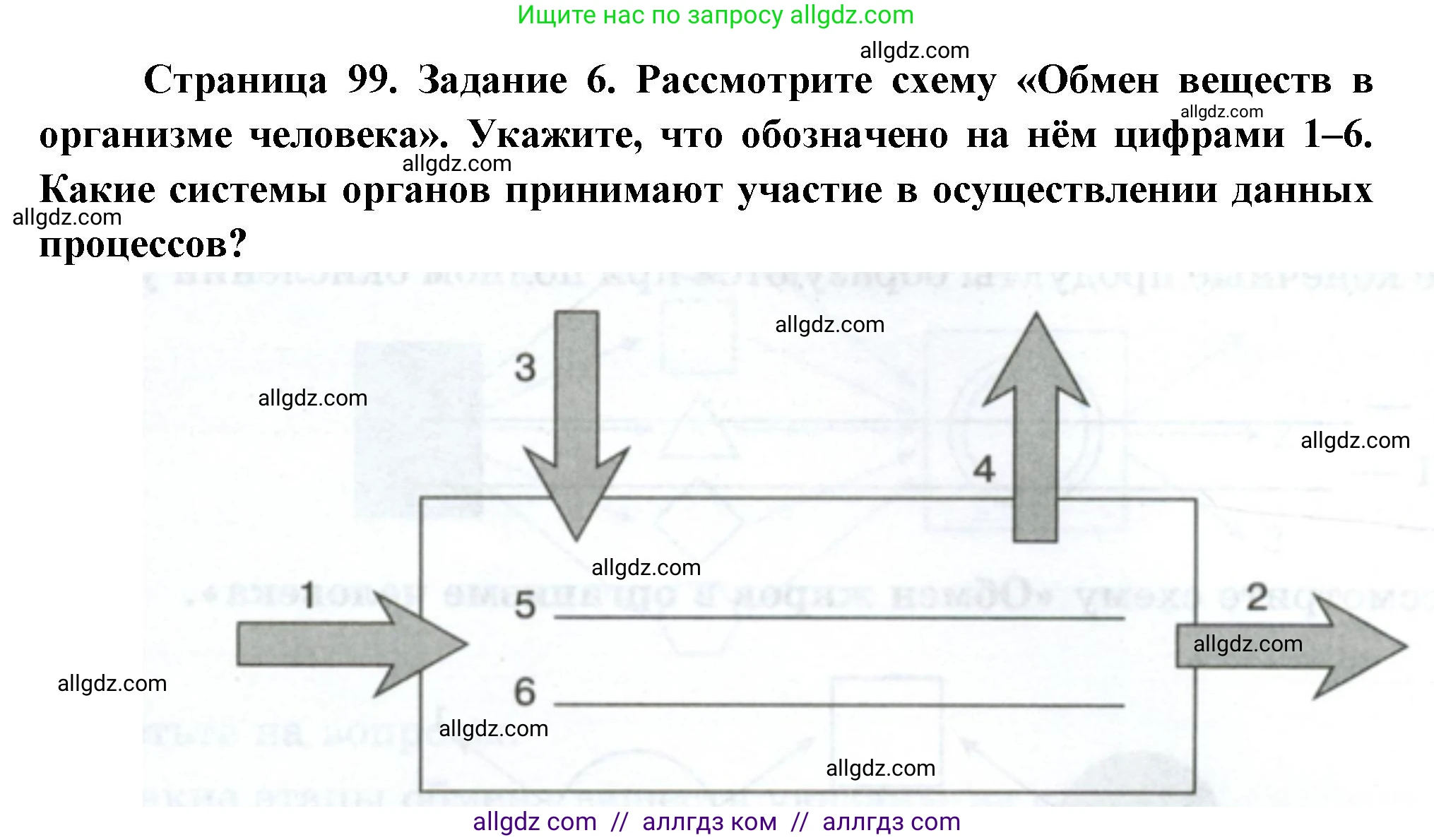 Биология, 9 класс рабочая тетрадь, авторы: Пасечник Владимир Васильевич, Швецов Глеб Геннадьевич, издательство Просвещение, Москва, 2023, розового цвета, страница 99, номер 6, Решение