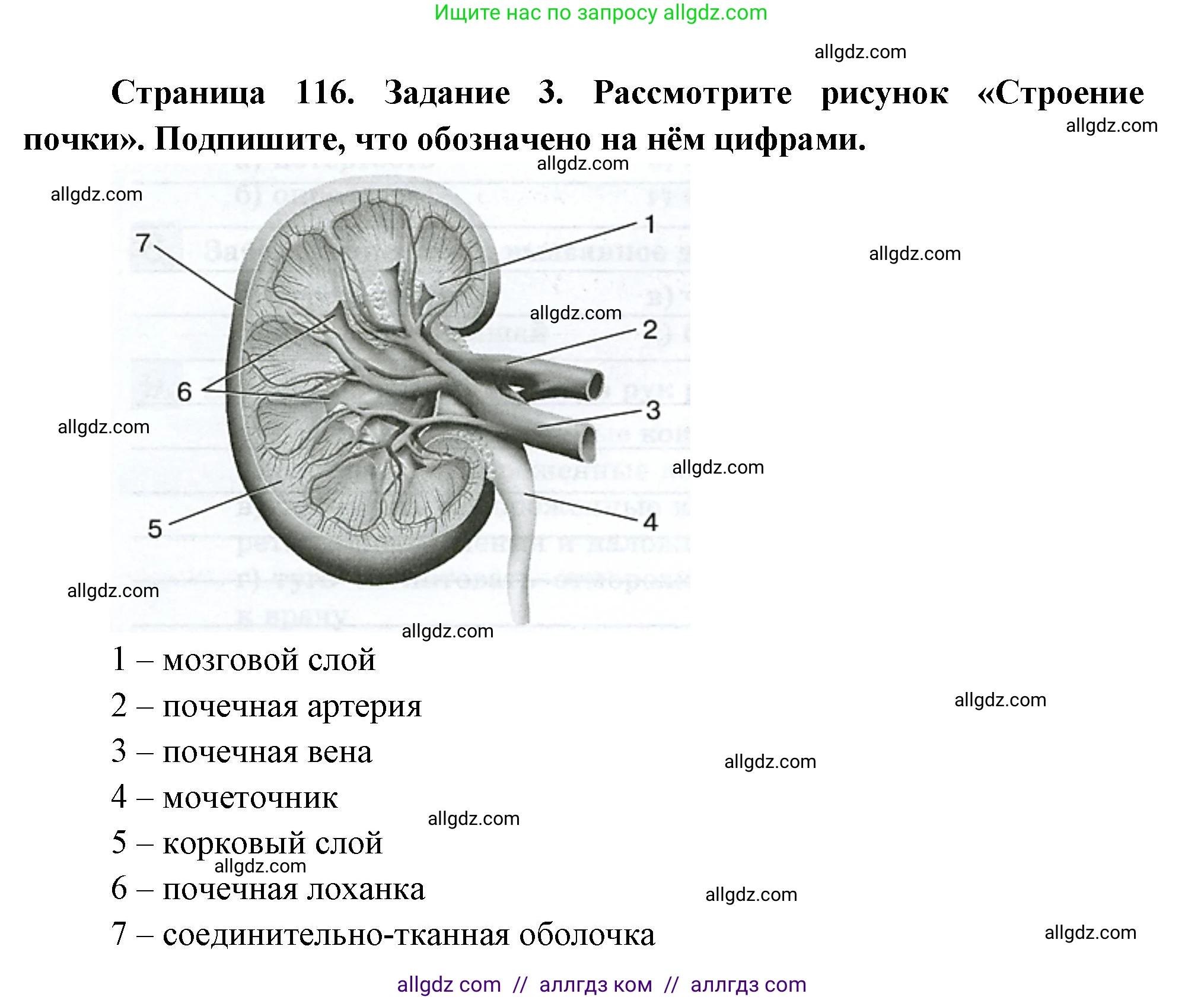 Биология, 9 класс рабочая тетрадь, авторы: Пасечник Владимир Васильевич, Швецов Глеб Геннадьевич, издательство Просвещение, Москва, 2023, розового цвета, страница 116, номер 3, Решение