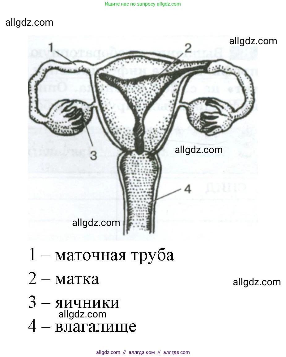 Биология, 9 класс рабочая тетрадь, авторы: Пасечник Владимир Васильевич, Швецов Глеб Геннадьевич, издательство Просвещение, Москва, 2023, розового цвета, страница 123, номер 3, Решение (продолжение 2)