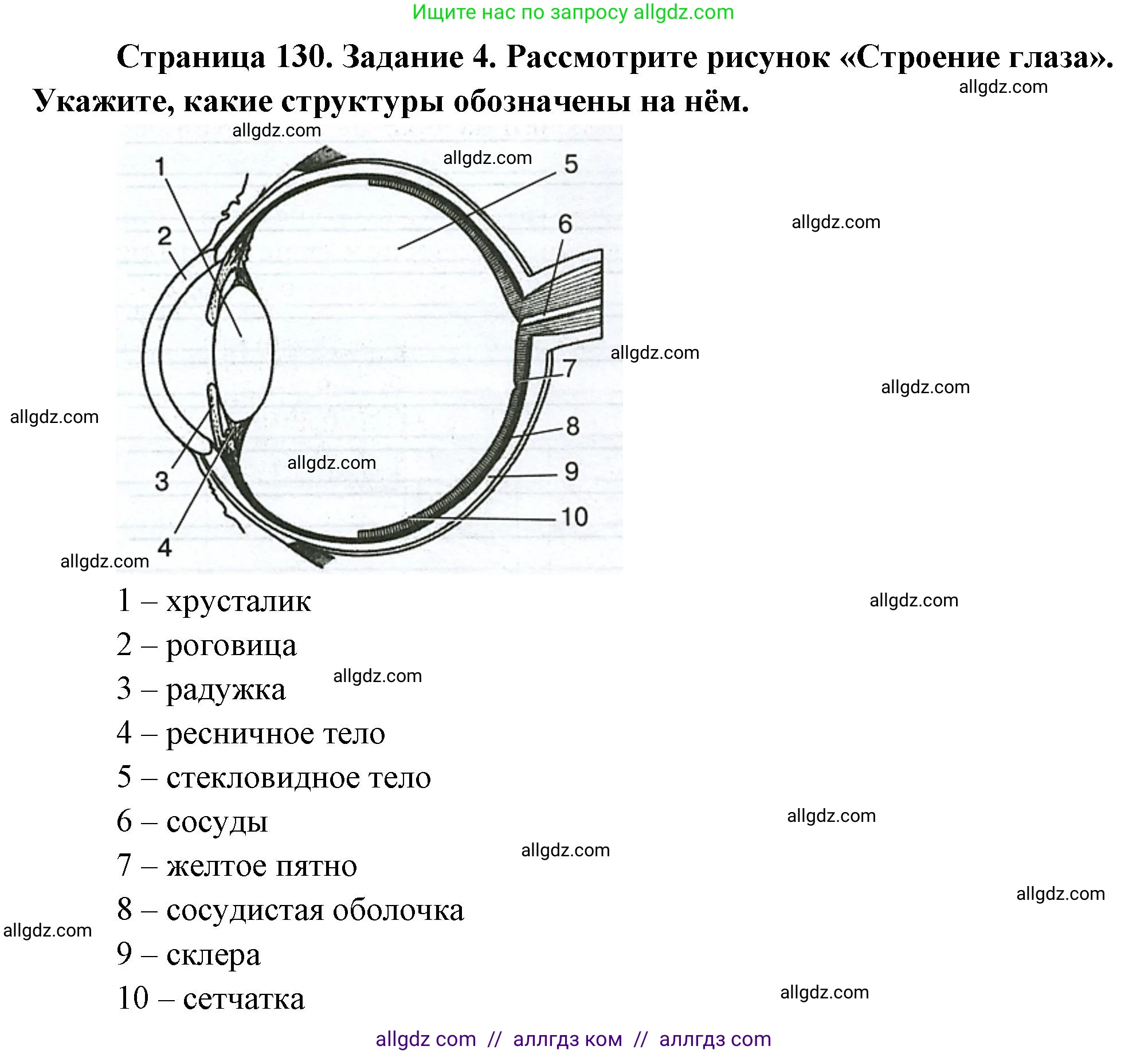 Биология, 9 класс рабочая тетрадь, авторы: Пасечник Владимир Васильевич, Швецов Глеб Геннадьевич, издательство Просвещение, Москва, 2023, розового цвета, страница 130, номер 4, Решение