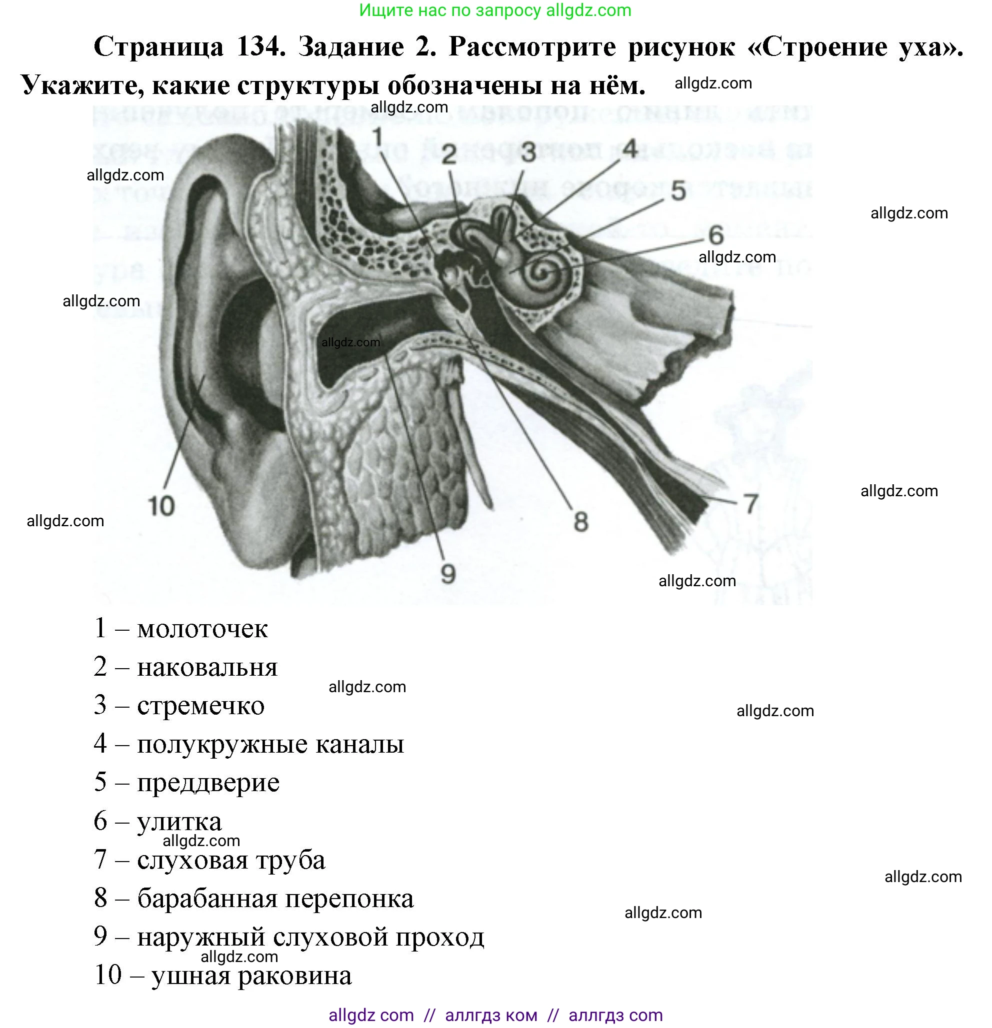 Биология, 9 класс рабочая тетрадь, авторы: Пасечник Владимир Васильевич, Швецов Глеб Геннадьевич, издательство Просвещение, Москва, 2023, розового цвета, страница 134, номер 2, Решение