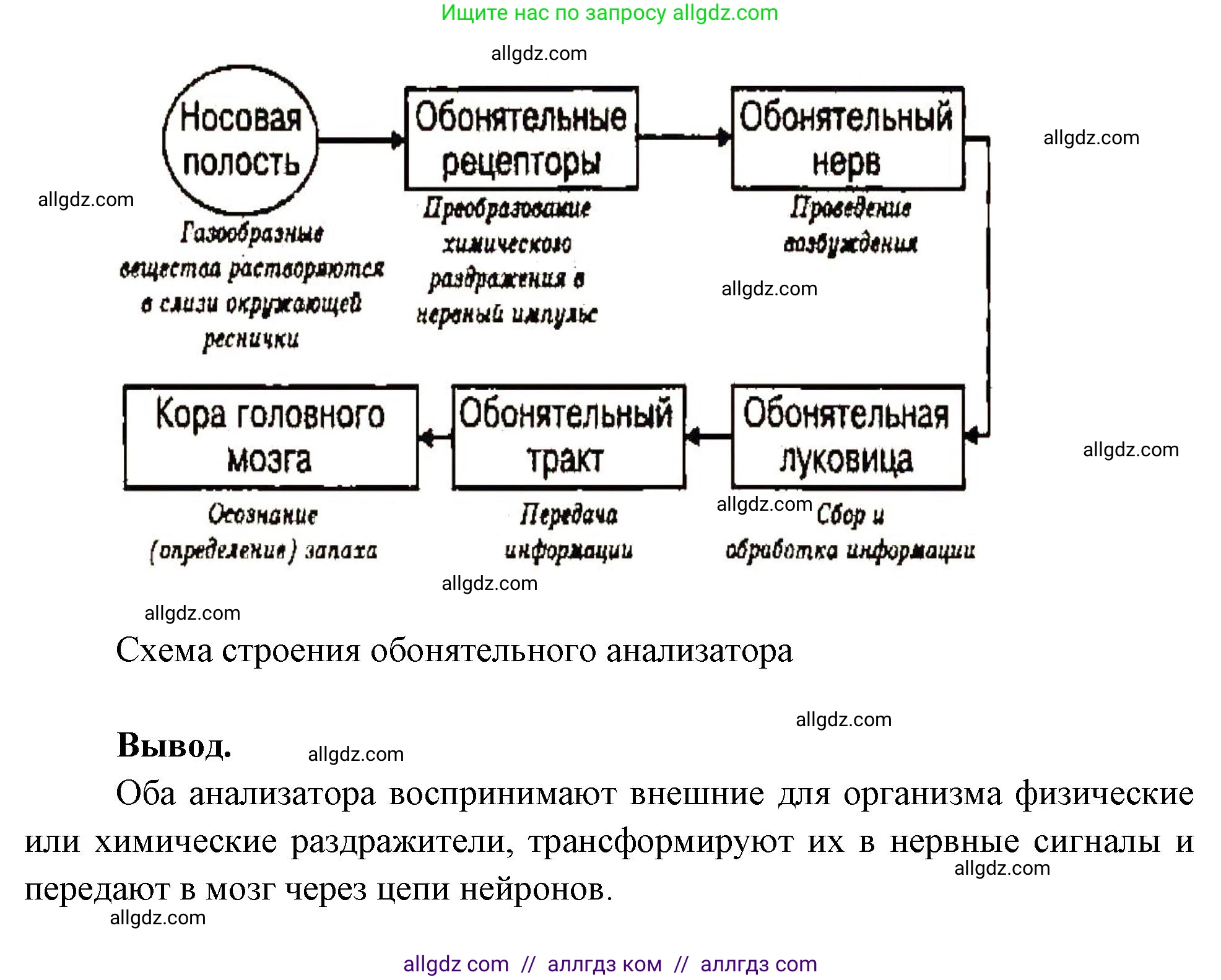 Биология, 9 класс рабочая тетрадь, авторы: Пасечник Владимир Васильевич, Швецов Глеб Геннадьевич, издательство Просвещение, Москва, 2023, розового цвета, страница 138, номер 3, Решение (продолжение 2)