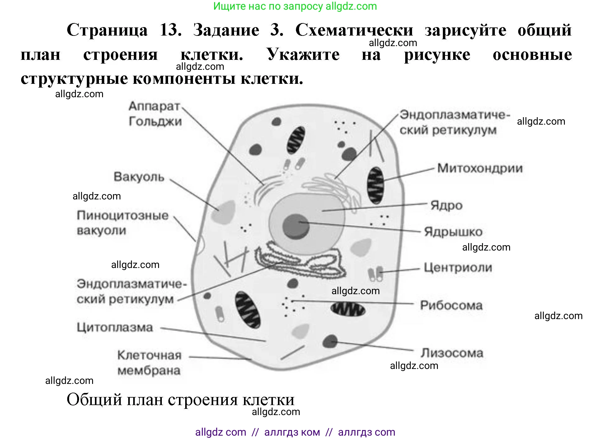 Биология, 9 класс рабочая тетрадь, авторы: Пасечник Владимир Васильевич, Швецов Глеб Геннадьевич, издательство Просвещение, Москва, 2019, страница 13, номер 3, Решение