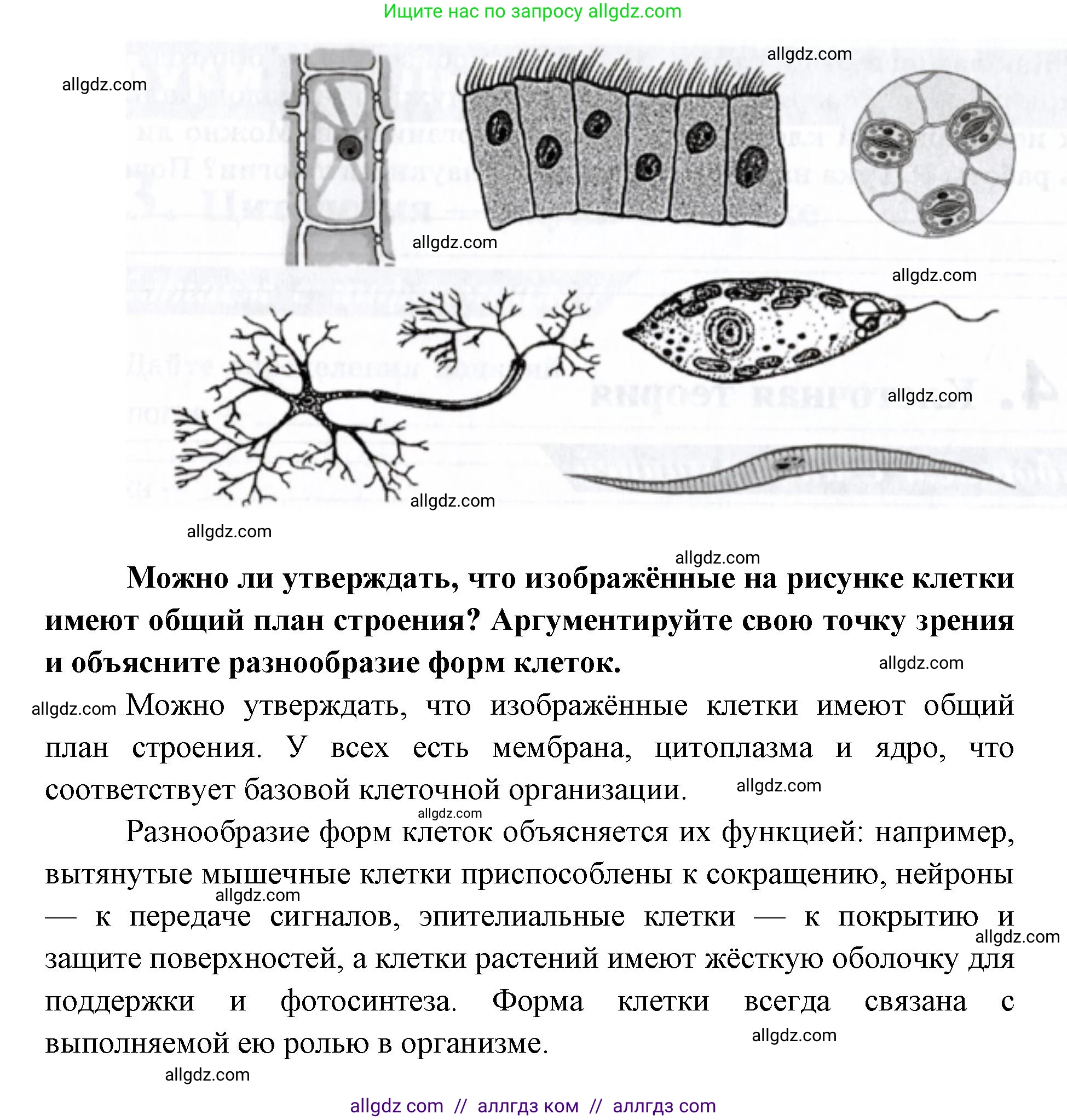 Биология, 9 класс рабочая тетрадь, авторы: Пасечник Владимир Васильевич, Швецов Глеб Геннадьевич, издательство Просвещение, Москва, 2019, страница 14, номер 4, Решение (продолжение 2)
