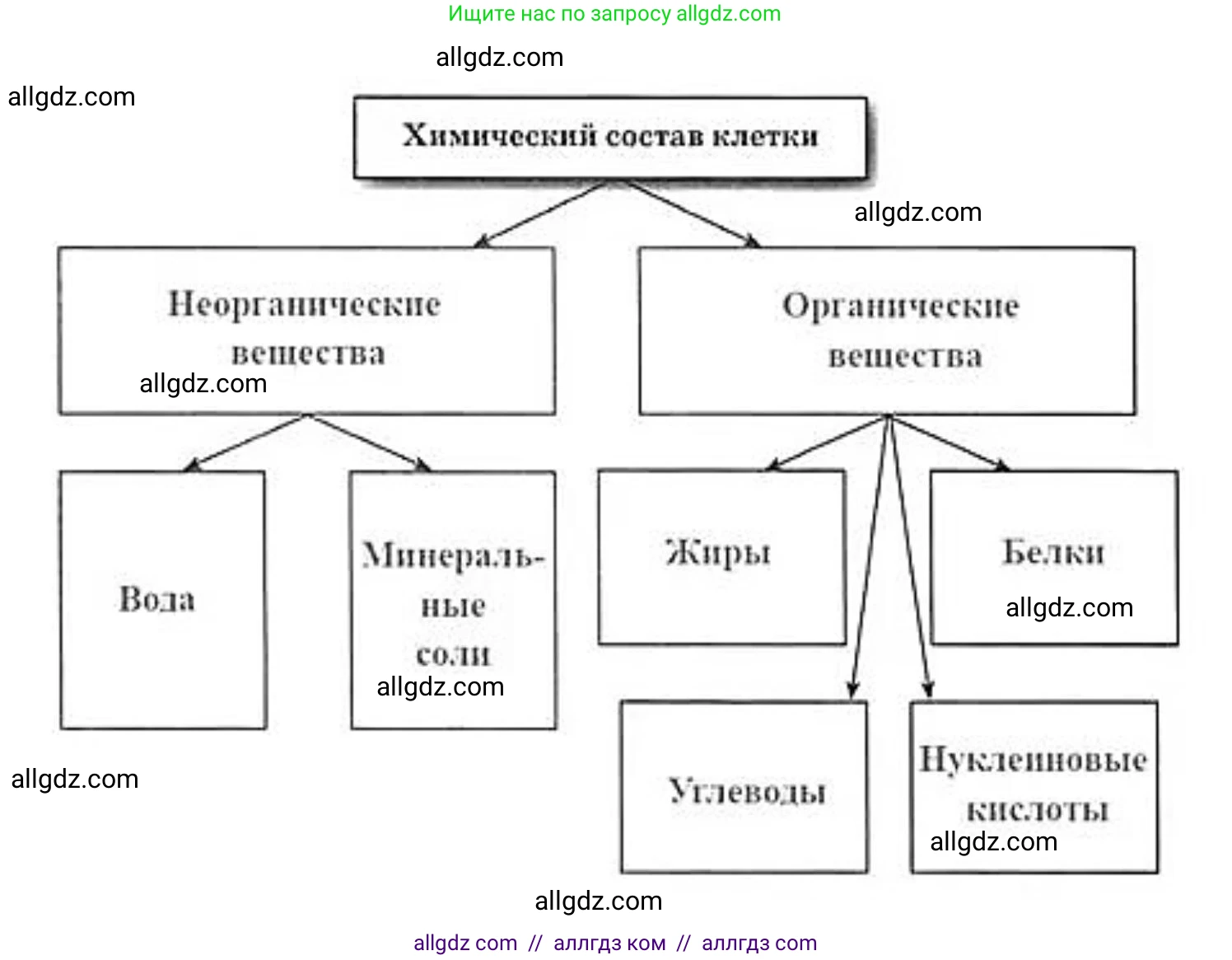 Биология, 9 класс рабочая тетрадь, авторы: Пасечник Владимир Васильевич, Швецов Глеб Геннадьевич, издательство Просвещение, Москва, 2019, страница 16, номер 4, Решение (продолжение 2)