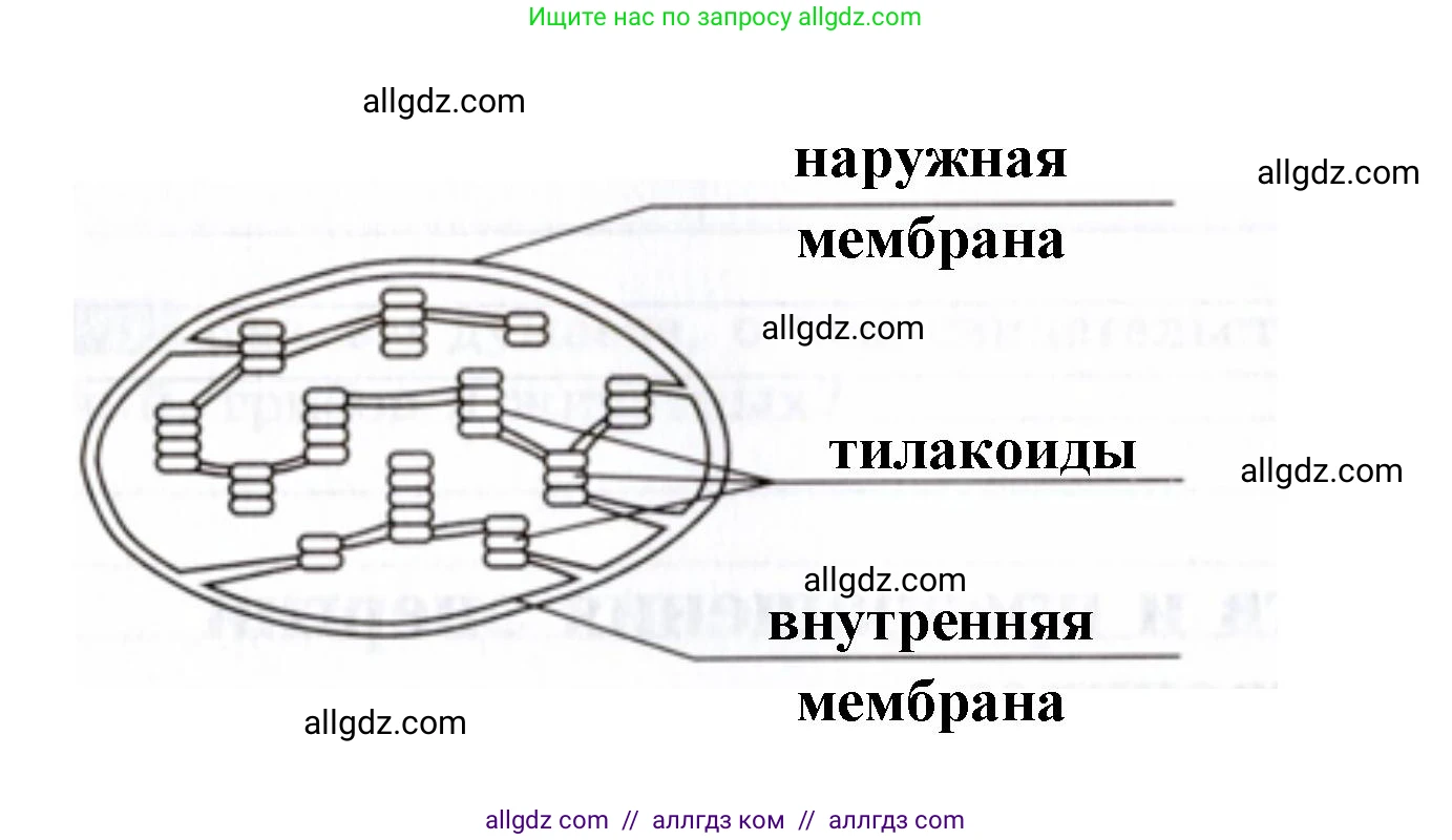 Биология, 9 класс рабочая тетрадь, авторы: Пасечник Владимир Васильевич, Швецов Глеб Геннадьевич, издательство Просвещение, Москва, 2019, страница 22, номер 4, Решение (продолжение 2)