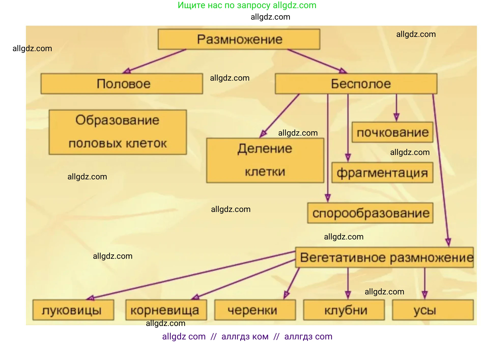 Биология, 9 класс рабочая тетрадь, авторы: Пасечник Владимир Васильевич, Швецов Глеб Геннадьевич, издательство Просвещение, Москва, 2019, страница 32, номер 3, Решение (продолжение 2)