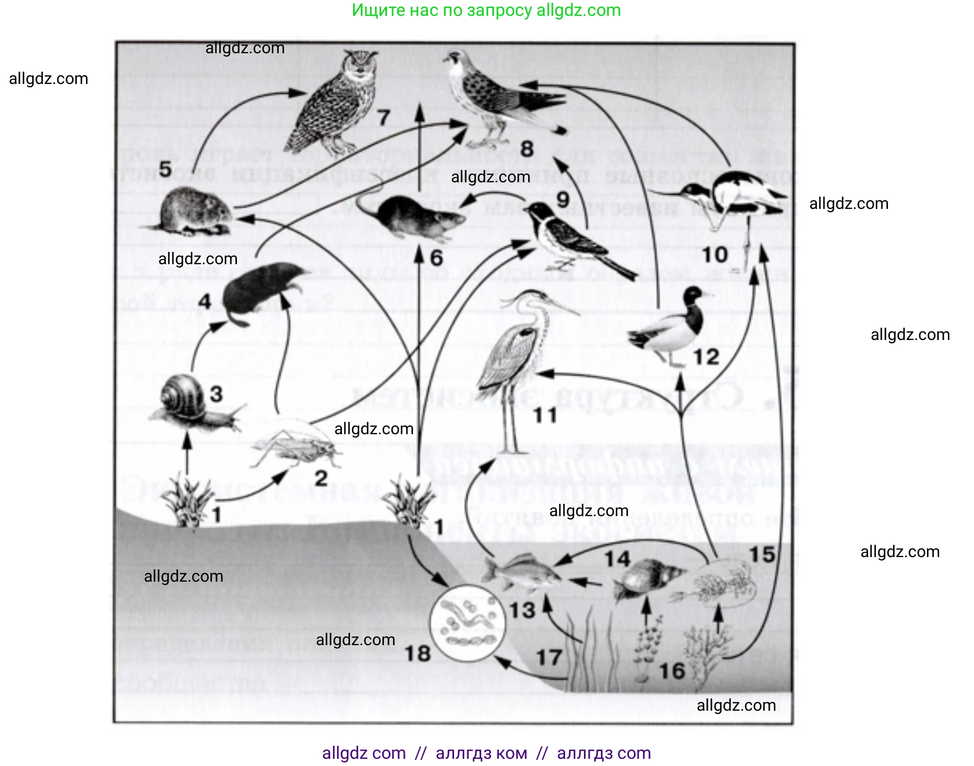 Биология, 9 класс рабочая тетрадь, авторы: Пасечник Владимир Васильевич, Швецов Глеб Геннадьевич, издательство Просвещение, Москва, 2019, страница 114, номер 2, Решение (продолжение 2)