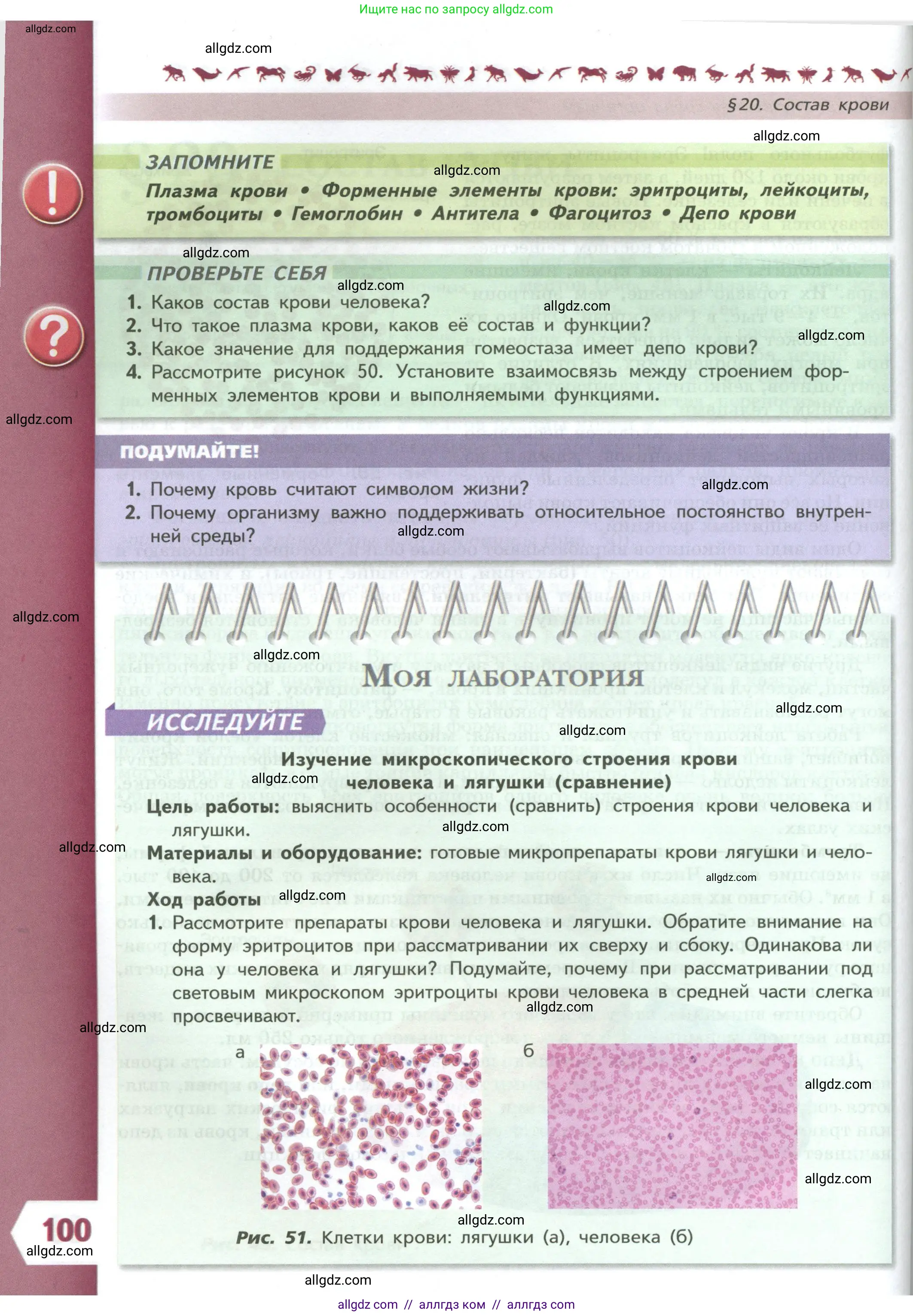 Биология, 9 класс Учебник, авторы: Пасечник Владимир Васильевич, Каменский Андрей Александрович, Швецов Глеб Геннадьевич, Гапонюк Зоя Георгиевна, издательство Просвещение, Москва, 2023, белого цвета, страница 100
