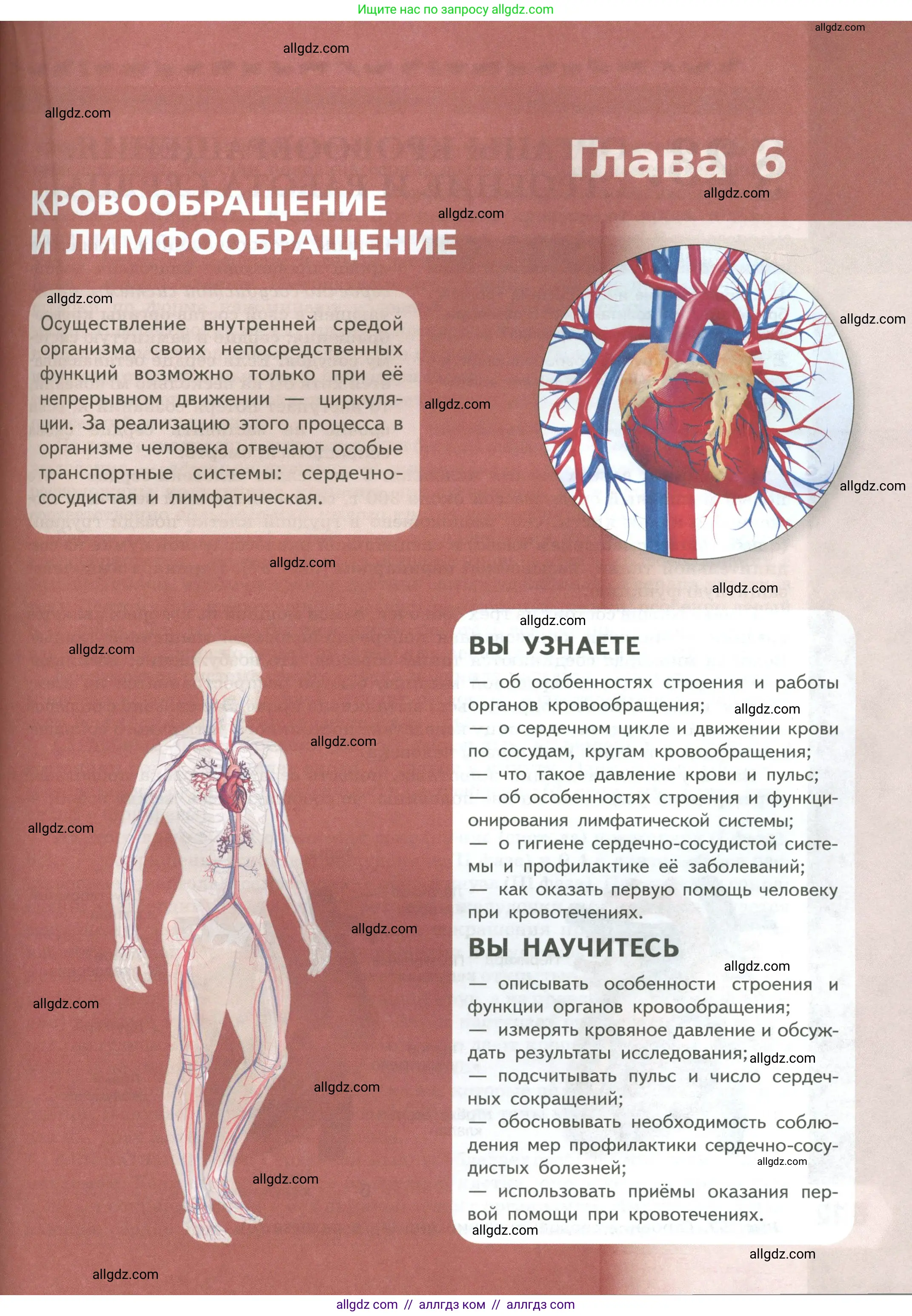 Биология, 9 класс Учебник, авторы: Пасечник Владимир Васильевич, Каменский Андрей Александрович, Швецов Глеб Геннадьевич, Гапонюк Зоя Георгиевна, издательство Просвещение, Москва, 2023, белого цвета, страница 111