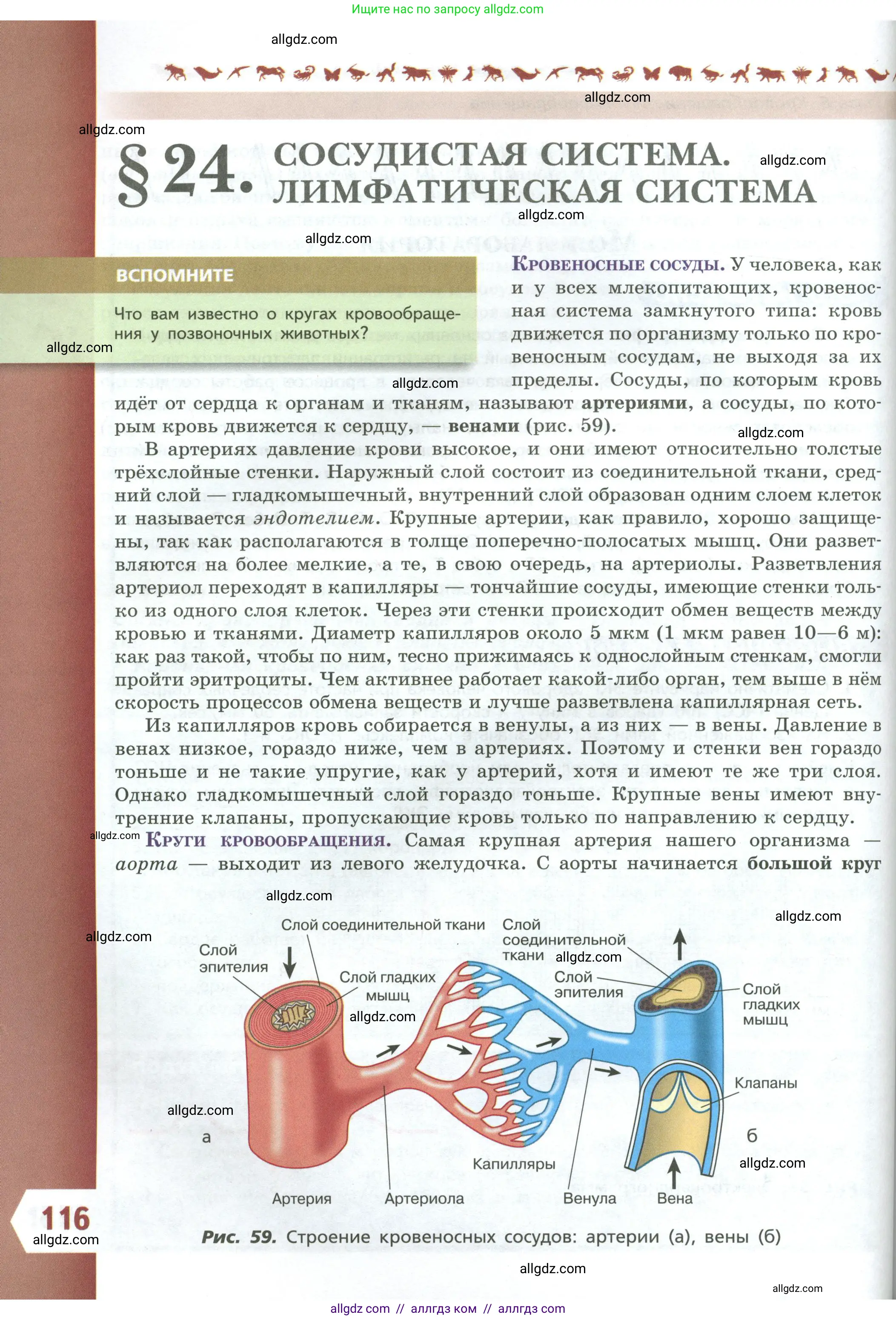 Биология, 9 класс Учебник, авторы: Пасечник Владимир Васильевич, Каменский Андрей Александрович, Швецов Глеб Геннадьевич, Гапонюк Зоя Георгиевна, издательство Просвещение, Москва, 2023, белого цвета, страница 116