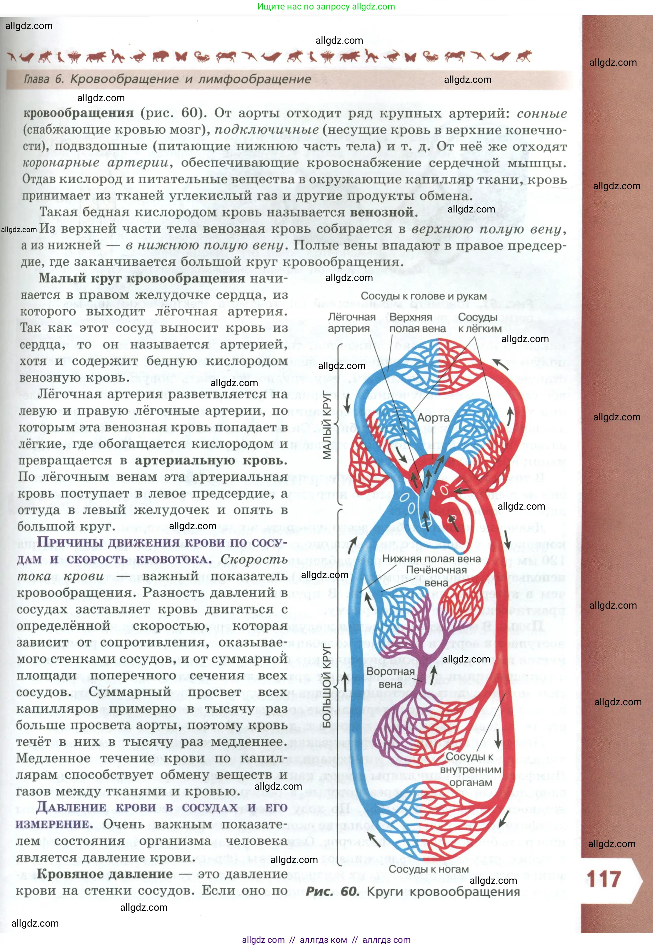 Биология, 9 класс Учебник, авторы: Пасечник Владимир Васильевич, Каменский Андрей Александрович, Швецов Глеб Геннадьевич, Гапонюк Зоя Георгиевна, издательство Просвещение, Москва, 2023, белого цвета, страница 117