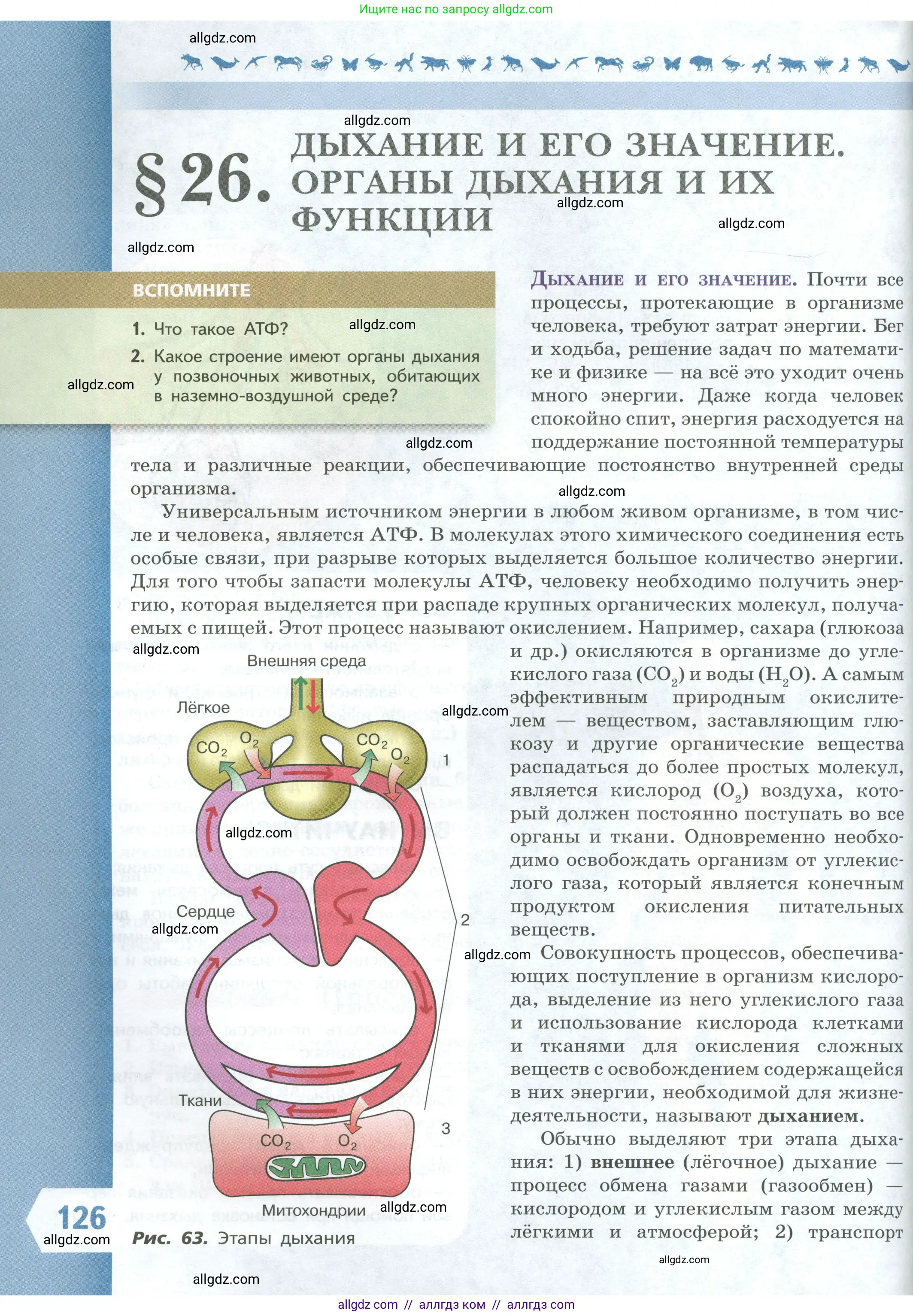 Биология, 9 класс Учебник, авторы: Пасечник Владимир Васильевич, Каменский Андрей Александрович, Швецов Глеб Геннадьевич, Гапонюк Зоя Георгиевна, издательство Просвещение, Москва, 2023, белого цвета, страница 126