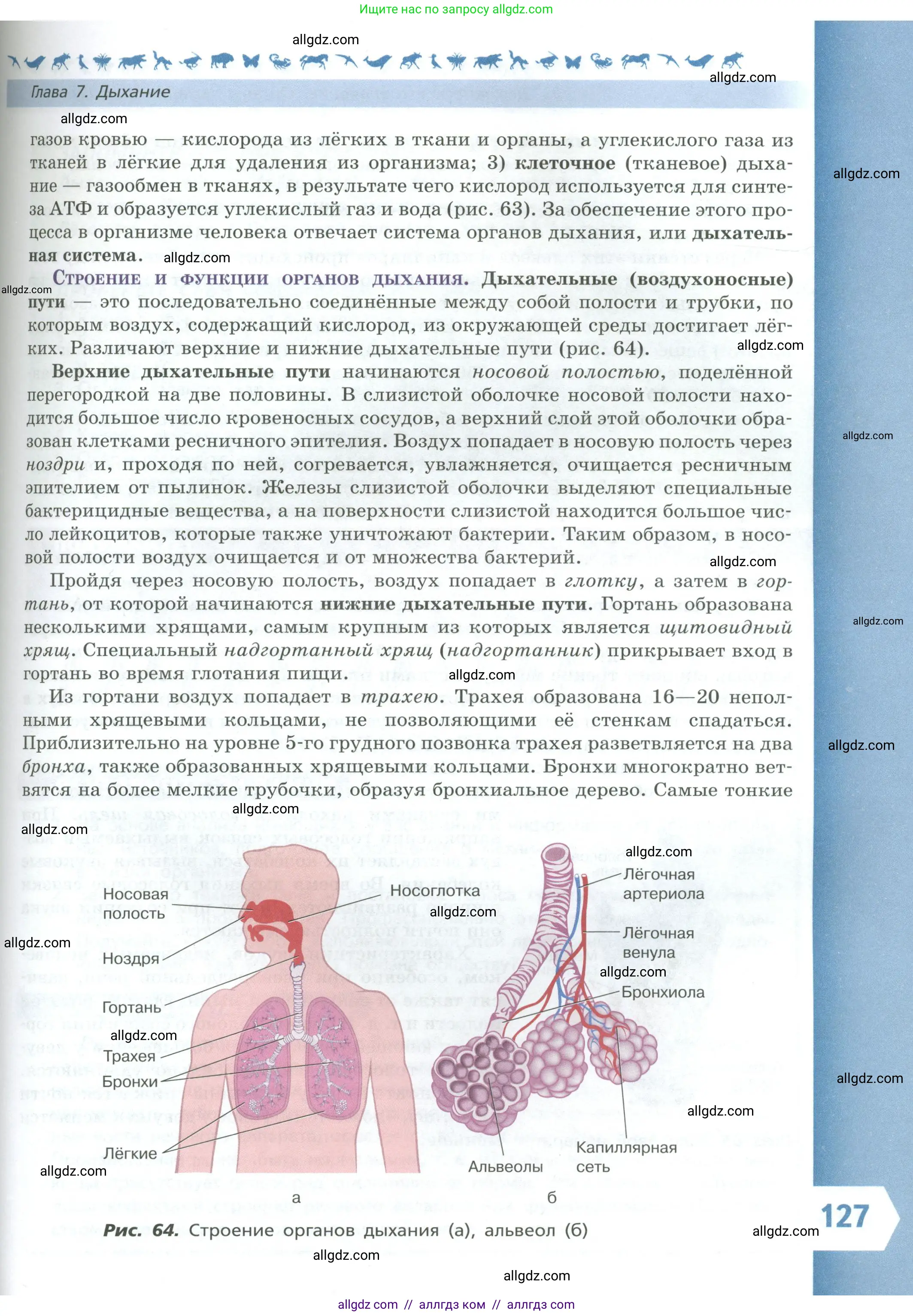 Биология, 9 класс Учебник, авторы: Пасечник Владимир Васильевич, Каменский Андрей Александрович, Швецов Глеб Геннадьевич, Гапонюк Зоя Георгиевна, издательство Просвещение, Москва, 2023, белого цвета, страница 127