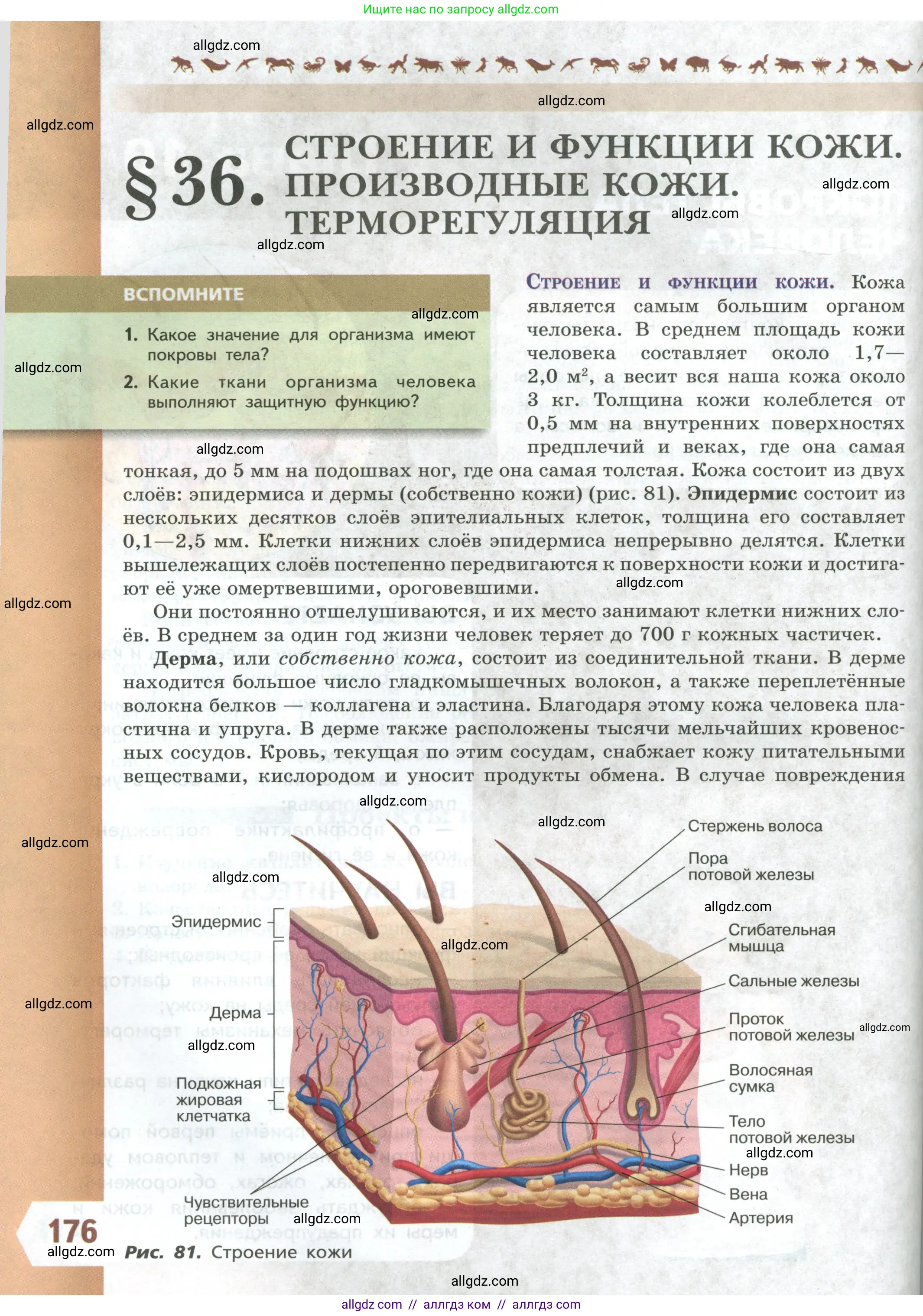Биология, 9 класс Учебник, авторы: Пасечник Владимир Васильевич, Каменский Андрей Александрович, Швецов Глеб Геннадьевич, Гапонюк Зоя Георгиевна, издательство Просвещение, Москва, 2023, белого цвета, страница 176