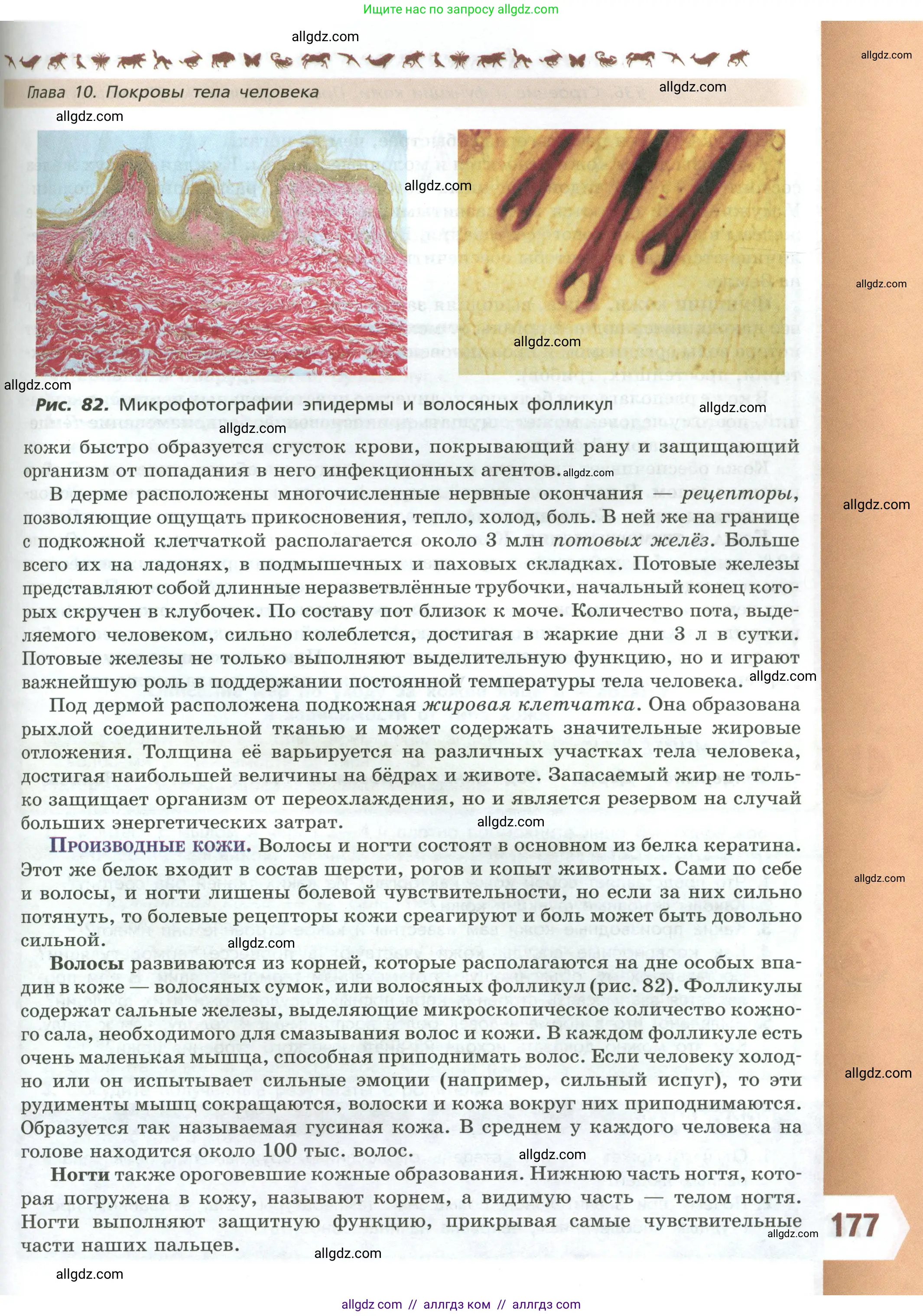 Биология, 9 класс Учебник, авторы: Пасечник Владимир Васильевич, Каменский Андрей Александрович, Швецов Глеб Геннадьевич, Гапонюк Зоя Георгиевна, издательство Просвещение, Москва, 2023, белого цвета, страница 177