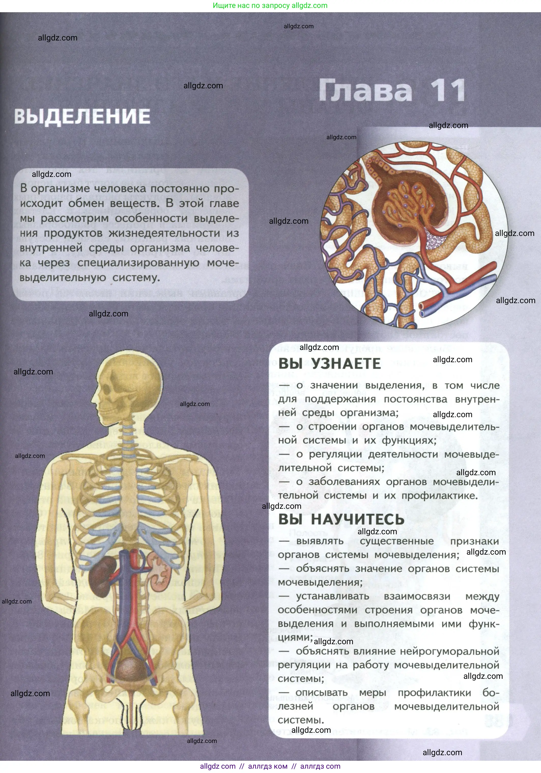 Биология, 9 класс Учебник, авторы: Пасечник Владимир Васильевич, Каменский Андрей Александрович, Швецов Глеб Геннадьевич, Гапонюк Зоя Георгиевна, издательство Просвещение, Москва, 2023, белого цвета, страница 187