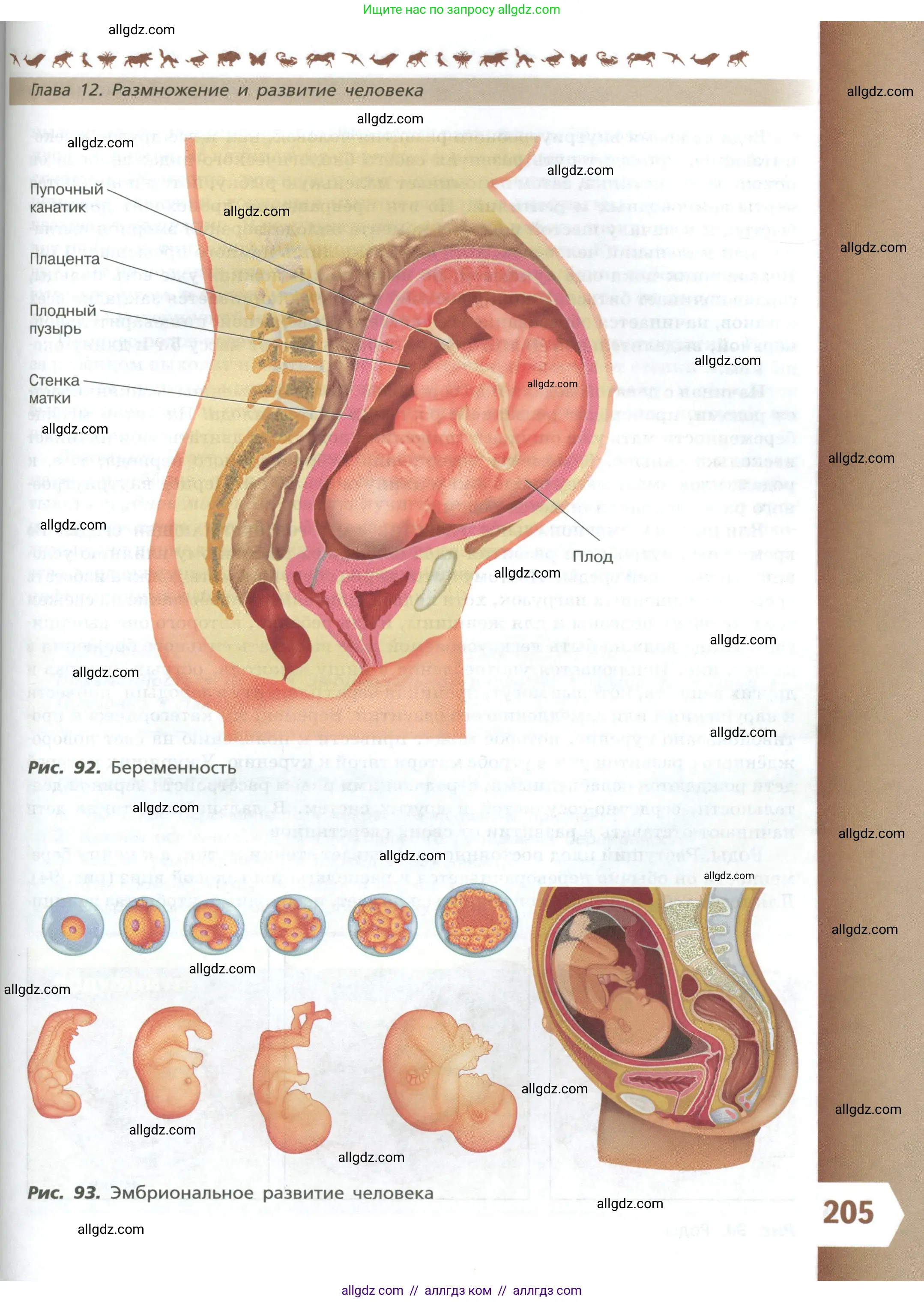 Биология, 9 класс Учебник, авторы: Пасечник Владимир Васильевич, Каменский Андрей Александрович, Швецов Глеб Геннадьевич, Гапонюк Зоя Георгиевна, издательство Просвещение, Москва, 2023, белого цвета, страница 205