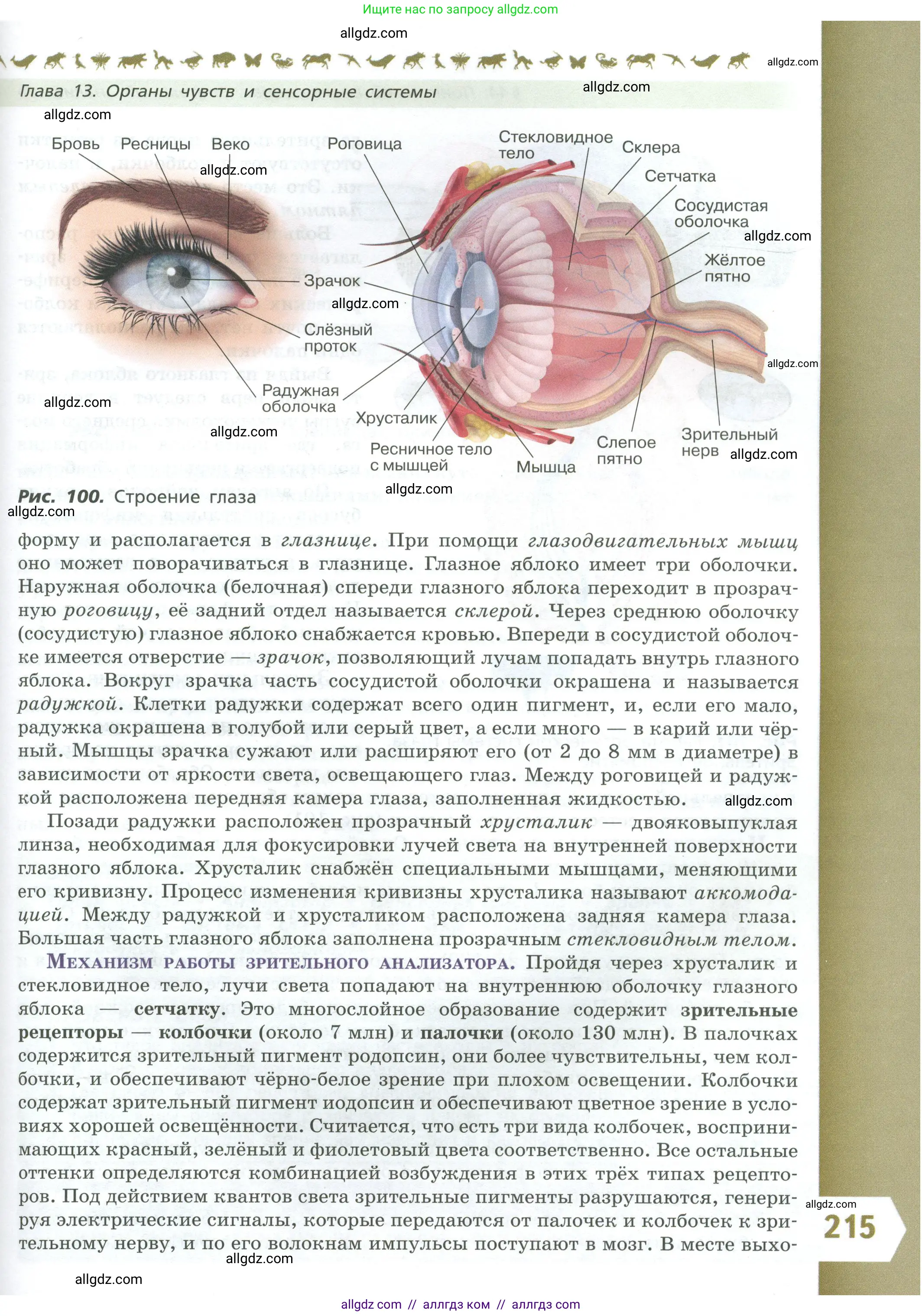 Биология, 9 класс Учебник, авторы: Пасечник Владимир Васильевич, Каменский Андрей Александрович, Швецов Глеб Геннадьевич, Гапонюк Зоя Георгиевна, издательство Просвещение, Москва, 2023, белого цвета, страница 215