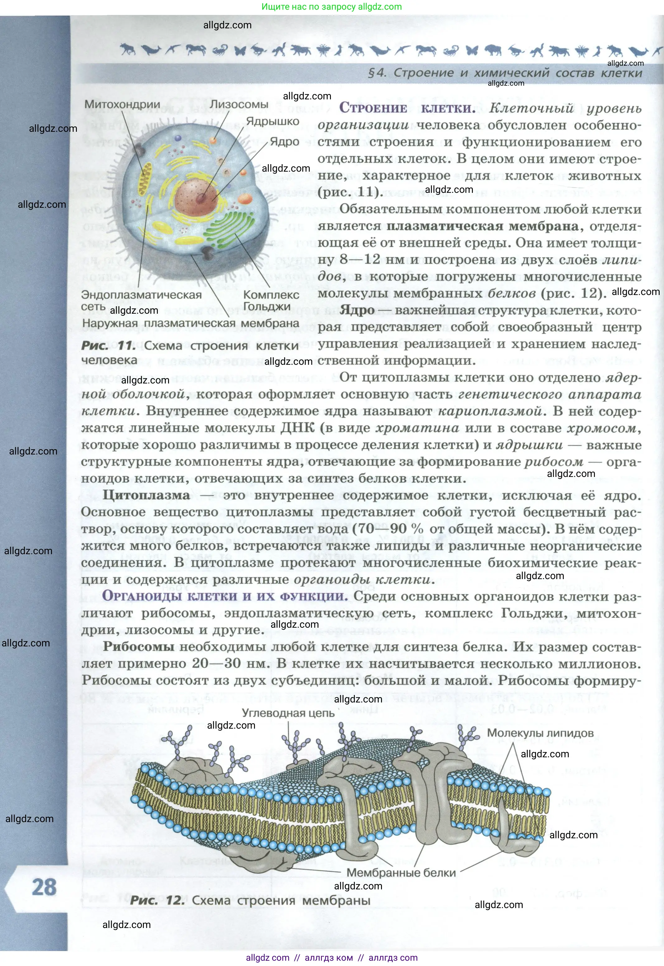 Биология, 9 класс Учебник, авторы: Пасечник Владимир Васильевич, Каменский Андрей Александрович, Швецов Глеб Геннадьевич, Гапонюк Зоя Георгиевна, издательство Просвещение, Москва, 2023, белого цвета, страница 28