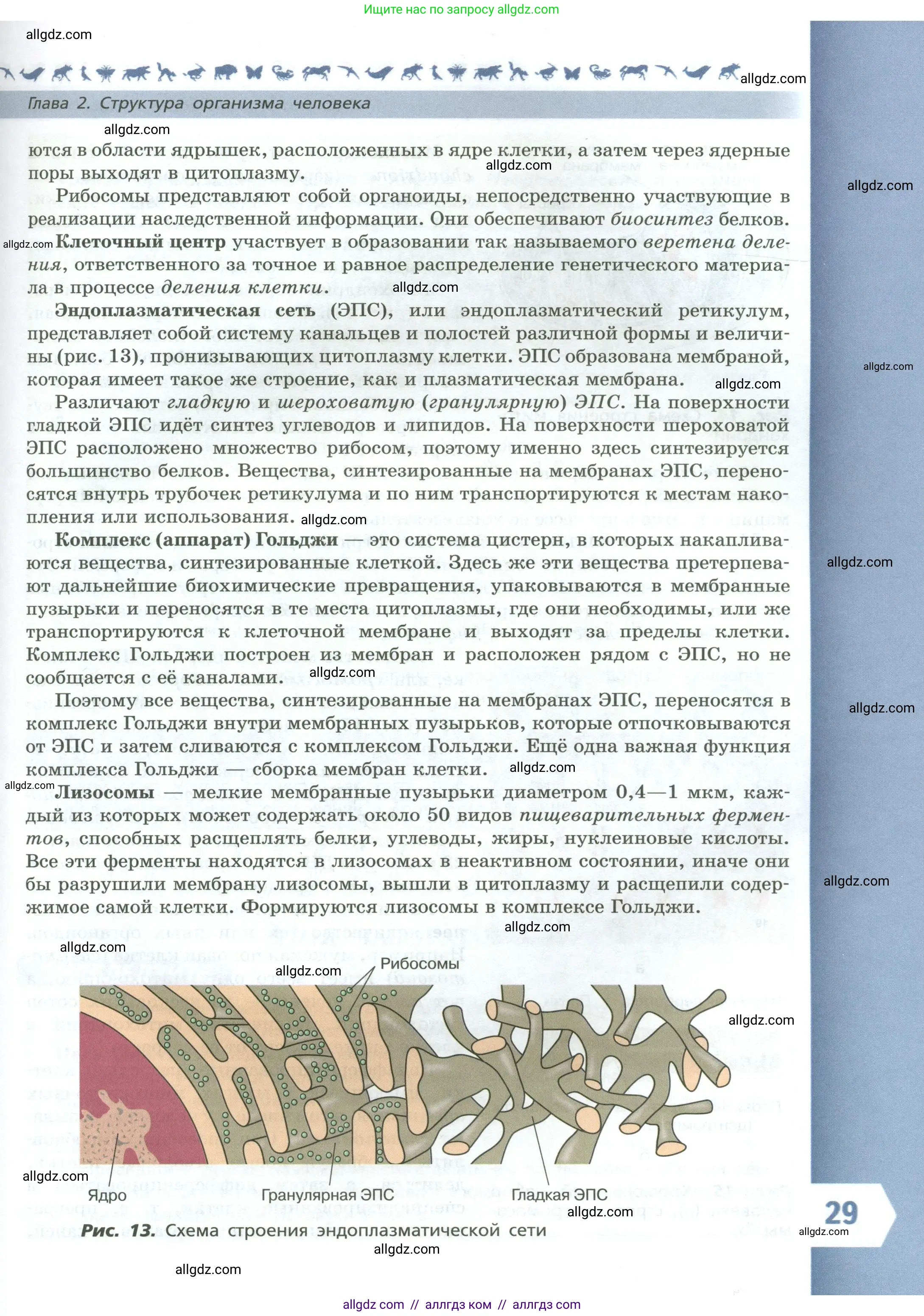 Биология, 9 класс Учебник, авторы: Пасечник Владимир Васильевич, Каменский Андрей Александрович, Швецов Глеб Геннадьевич, Гапонюк Зоя Георгиевна, издательство Просвещение, Москва, 2023, белого цвета, страница 29