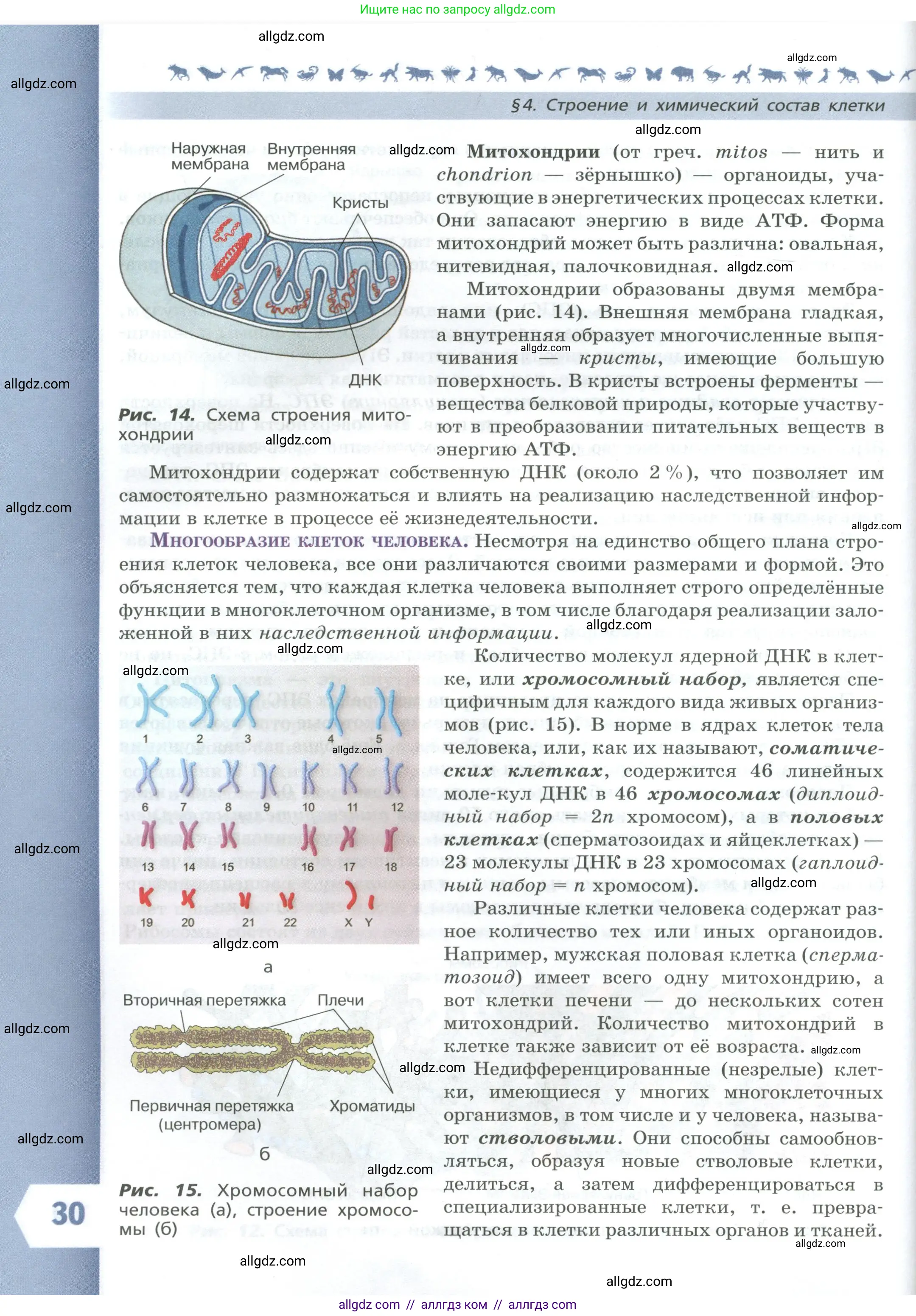 Биология, 9 класс Учебник, авторы: Пасечник Владимир Васильевич, Каменский Андрей Александрович, Швецов Глеб Геннадьевич, Гапонюк Зоя Георгиевна, издательство Просвещение, Москва, 2023, белого цвета, страница 30