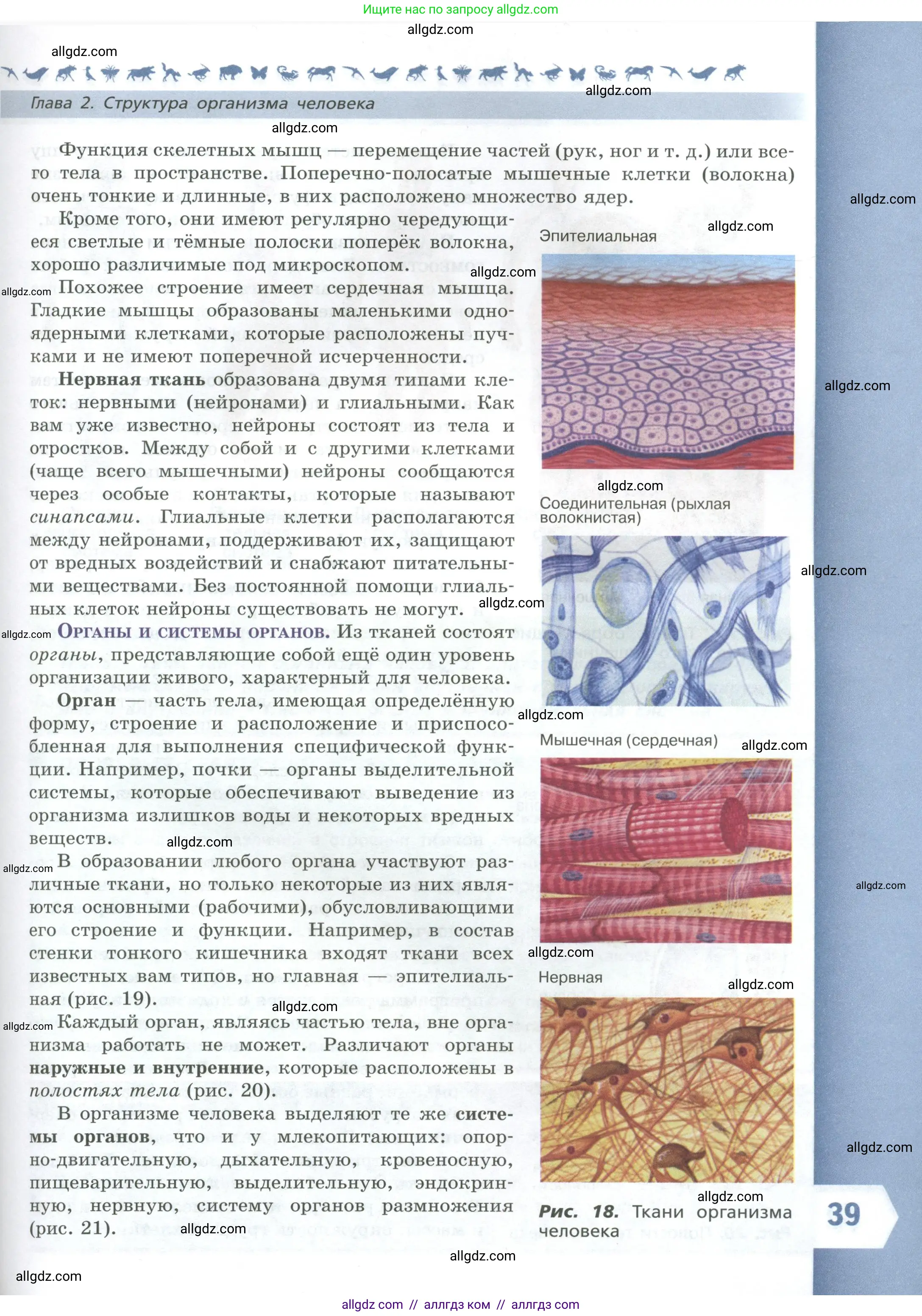 Биология, 9 класс Учебник, авторы: Пасечник Владимир Васильевич, Каменский Андрей Александрович, Швецов Глеб Геннадьевич, Гапонюк Зоя Георгиевна, издательство Просвещение, Москва, 2023, белого цвета, страница 39