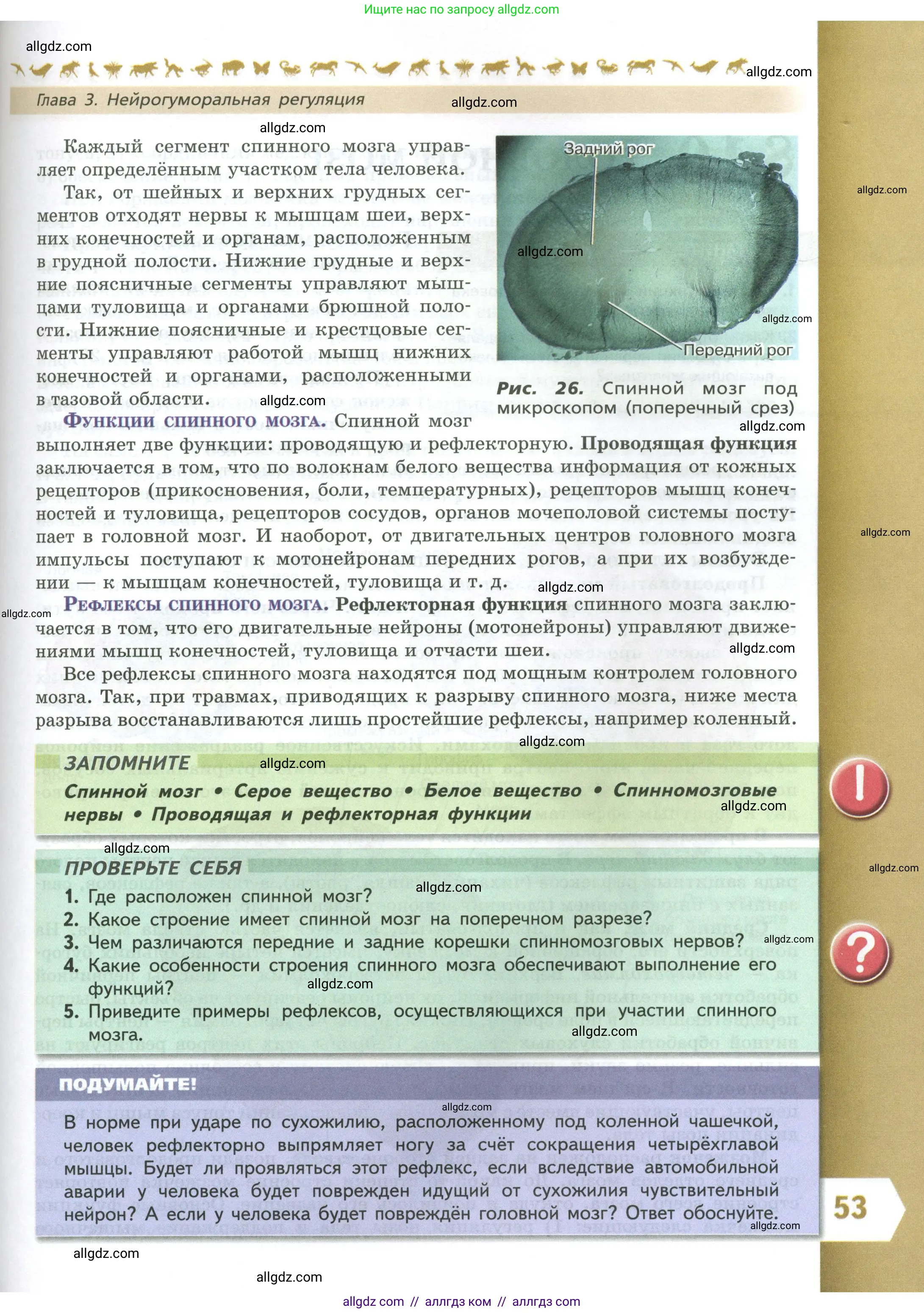 Биология, 9 класс Учебник, авторы: Пасечник Владимир Васильевич, Каменский Андрей Александрович, Швецов Глеб Геннадьевич, Гапонюк Зоя Георгиевна, издательство Просвещение, Москва, 2023, белого цвета, страница 53