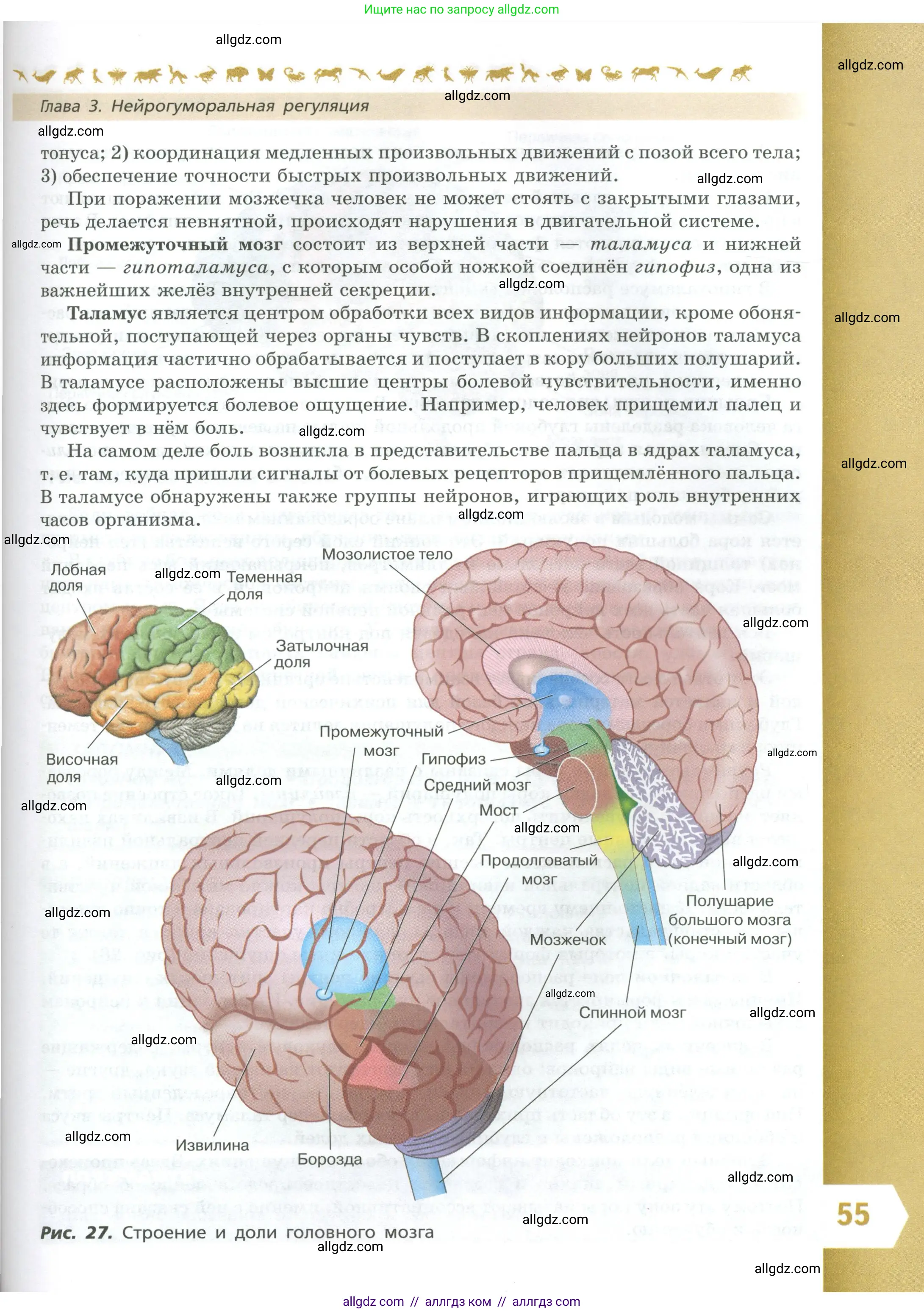 Биология, 9 класс Учебник, авторы: Пасечник Владимир Васильевич, Каменский Андрей Александрович, Швецов Глеб Геннадьевич, Гапонюк Зоя Георгиевна, издательство Просвещение, Москва, 2023, белого цвета, страница 55