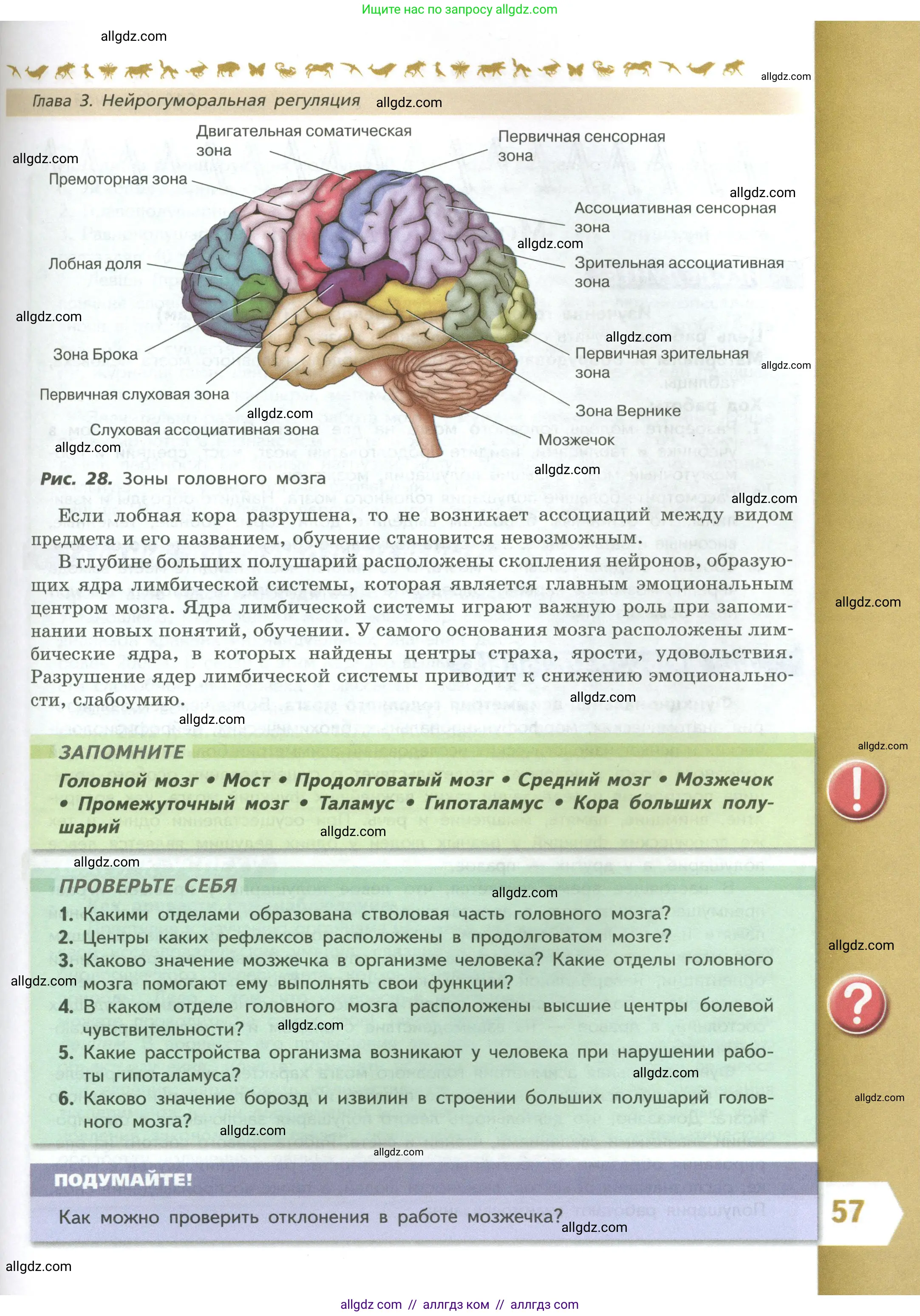 Биология, 9 класс Учебник, авторы: Пасечник Владимир Васильевич, Каменский Андрей Александрович, Швецов Глеб Геннадьевич, Гапонюк Зоя Георгиевна, издательство Просвещение, Москва, 2023, белого цвета, страница 57