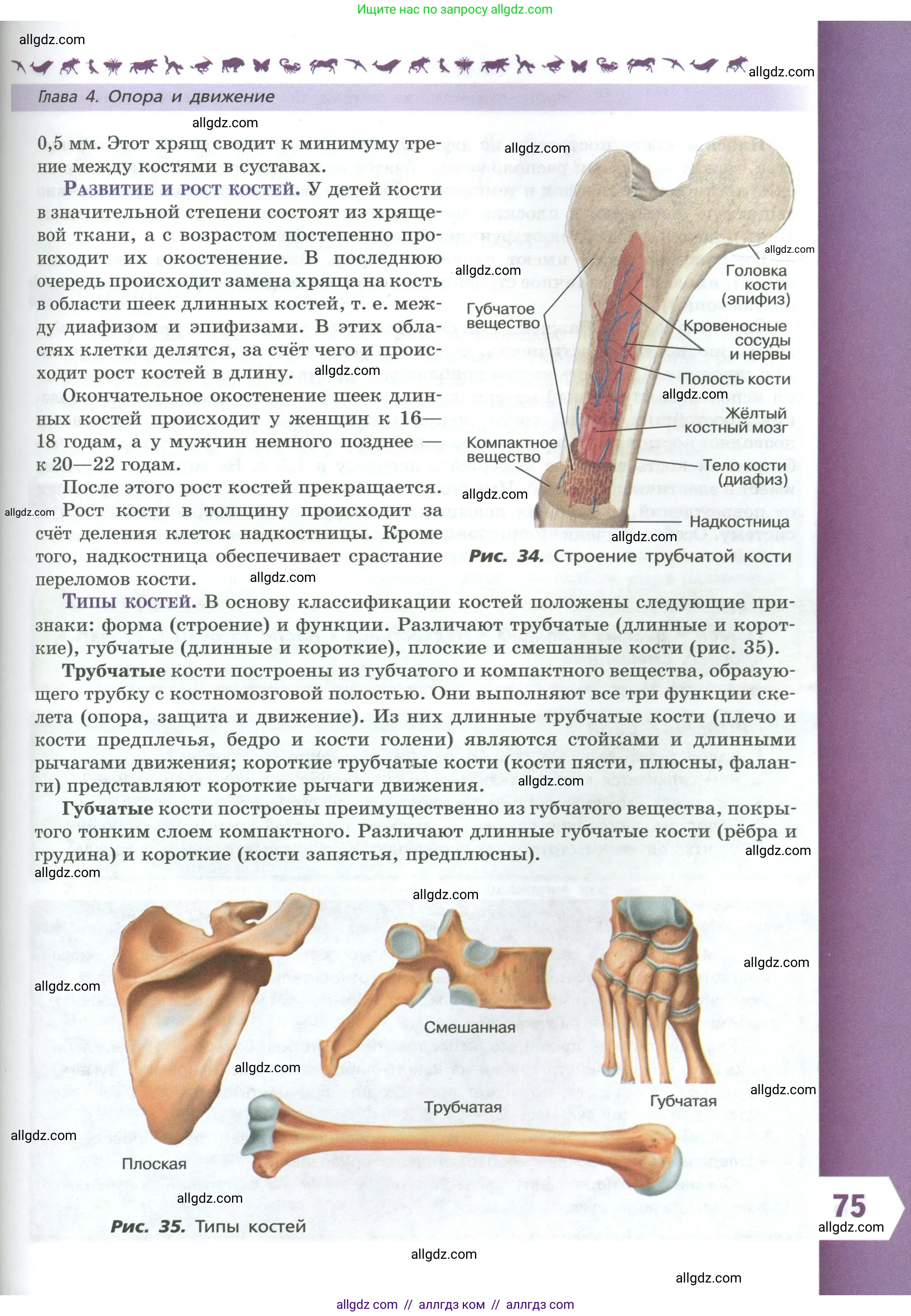 Биология, 9 класс Учебник, авторы: Пасечник Владимир Васильевич, Каменский Андрей Александрович, Швецов Глеб Геннадьевич, Гапонюк Зоя Георгиевна, издательство Просвещение, Москва, 2023, белого цвета, страница 75