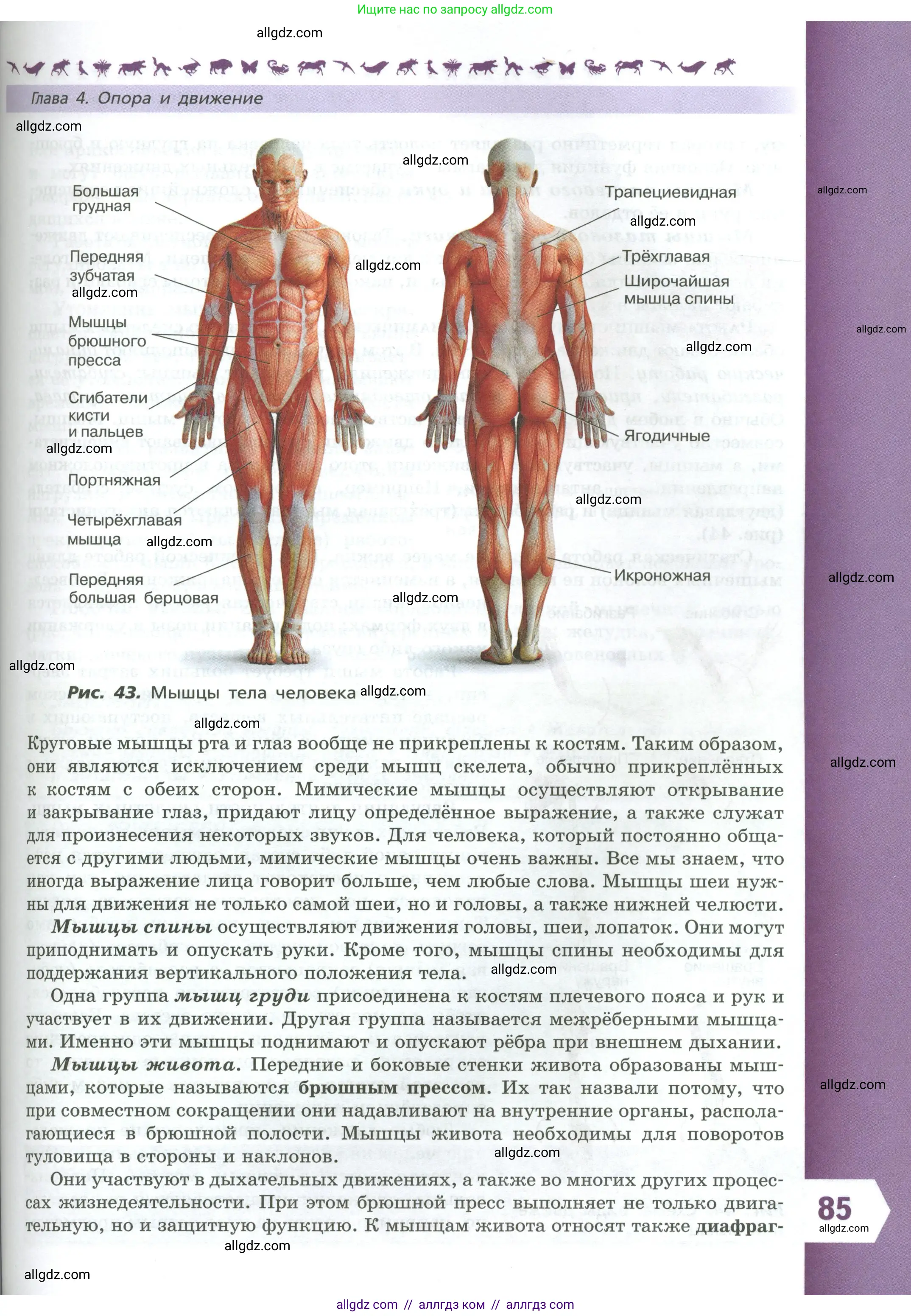Биология, 9 класс Учебник, авторы: Пасечник Владимир Васильевич, Каменский Андрей Александрович, Швецов Глеб Геннадьевич, Гапонюк Зоя Георгиевна, издательство Просвещение, Москва, 2023, белого цвета, страница 85