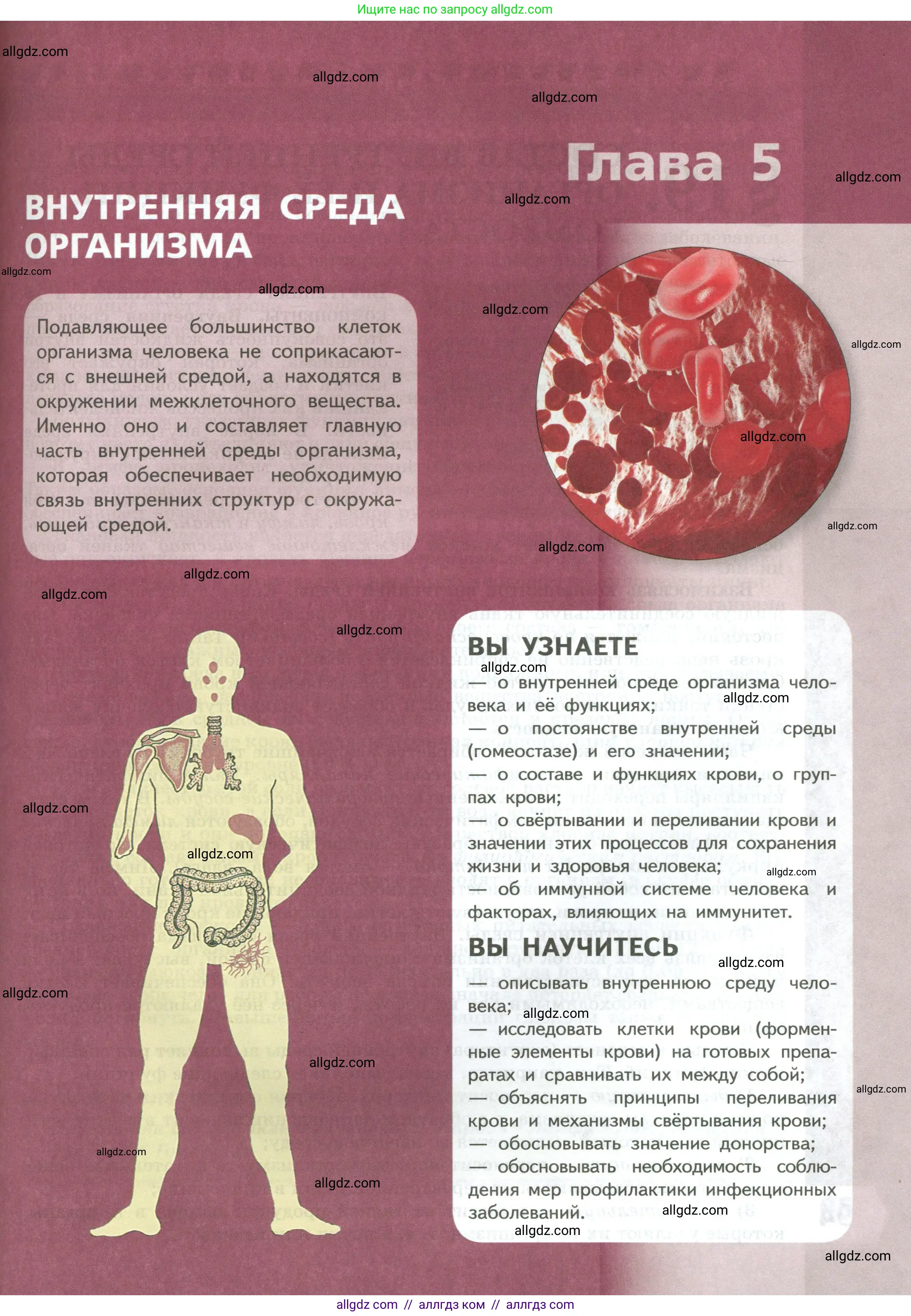 Биология, 9 класс Учебник, авторы: Пасечник Владимир Васильевич, Каменский Андрей Александрович, Швецов Глеб Геннадьевич, Гапонюк Зоя Георгиевна, издательство Просвещение, Москва, 2023, белого цвета, страница 93