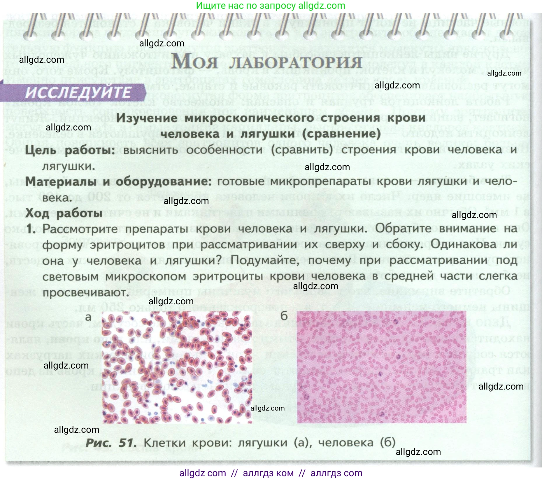 Биология, 9 класс Учебник, авторы: Пасечник Владимир Васильевич, Каменский Андрей Александрович, Швецов Глеб Геннадьевич, Гапонюк Зоя Георгиевна, издательство Просвещение, Москва, 2023, белого цвета, страница 100, Условие