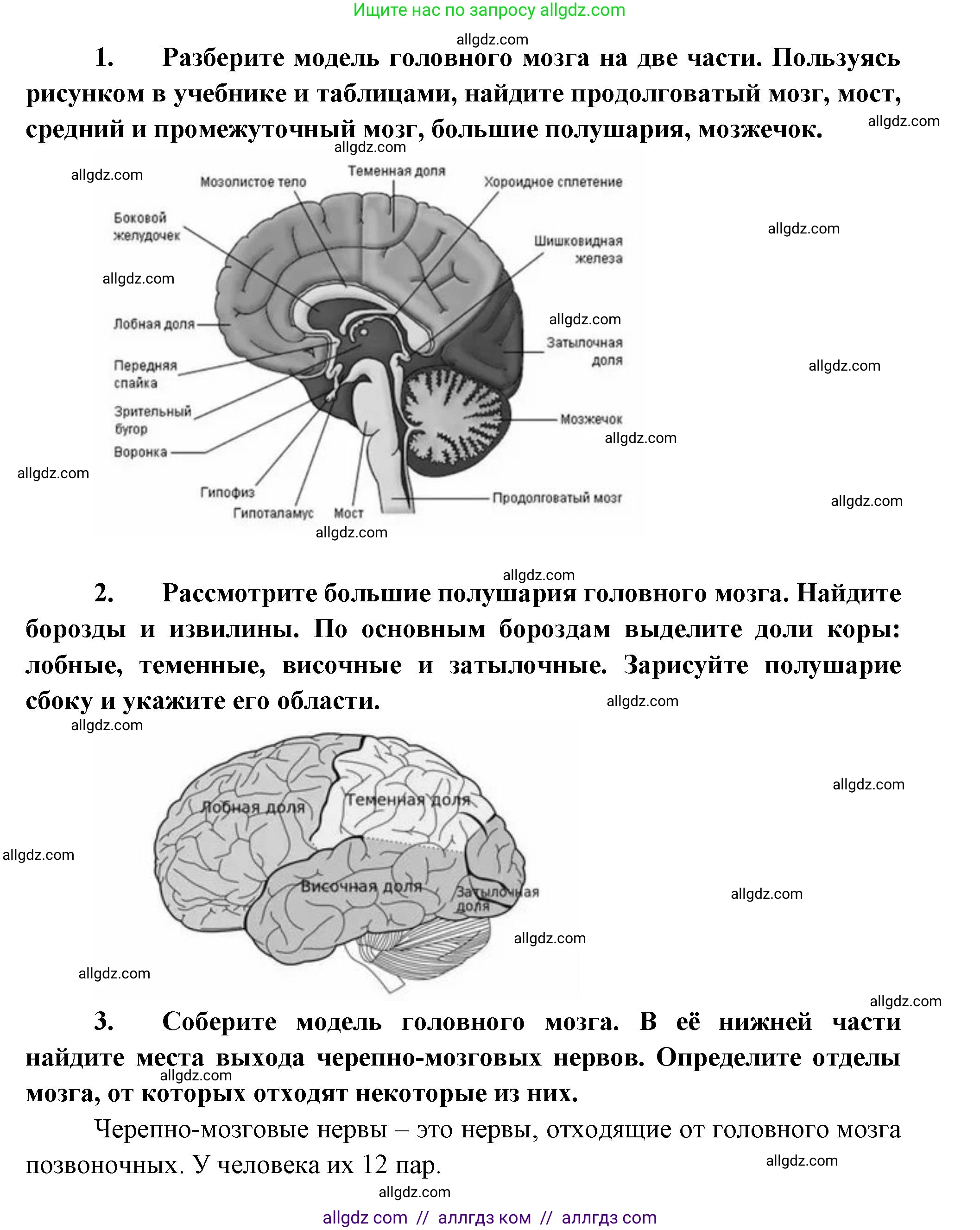 Биология, 9 класс Учебник, авторы: Пасечник Владимир Васильевич, Каменский Андрей Александрович, Швецов Глеб Геннадьевич, Гапонюк Зоя Георгиевна, издательство Просвещение, Москва, 2023, белого цвета, страница 58, Решение (продолжение 2)