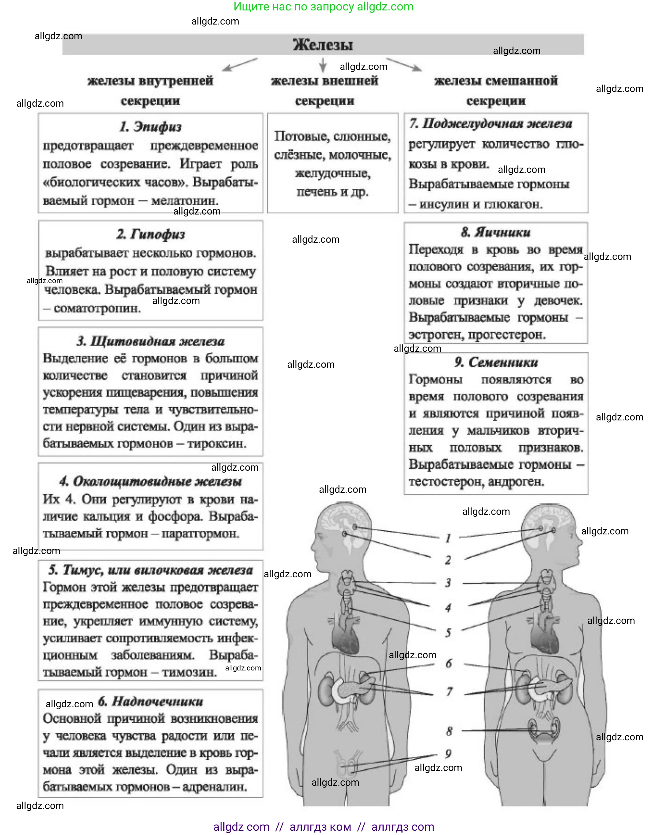 Биология, 9 класс Учебник, авторы: Пасечник Владимир Васильевич, Каменский Андрей Александрович, Швецов Глеб Геннадьевич, Гапонюк Зоя Георгиевна, издательство Просвещение, Москва, 2023, белого цвета, страница 69, Решение (продолжение 2)