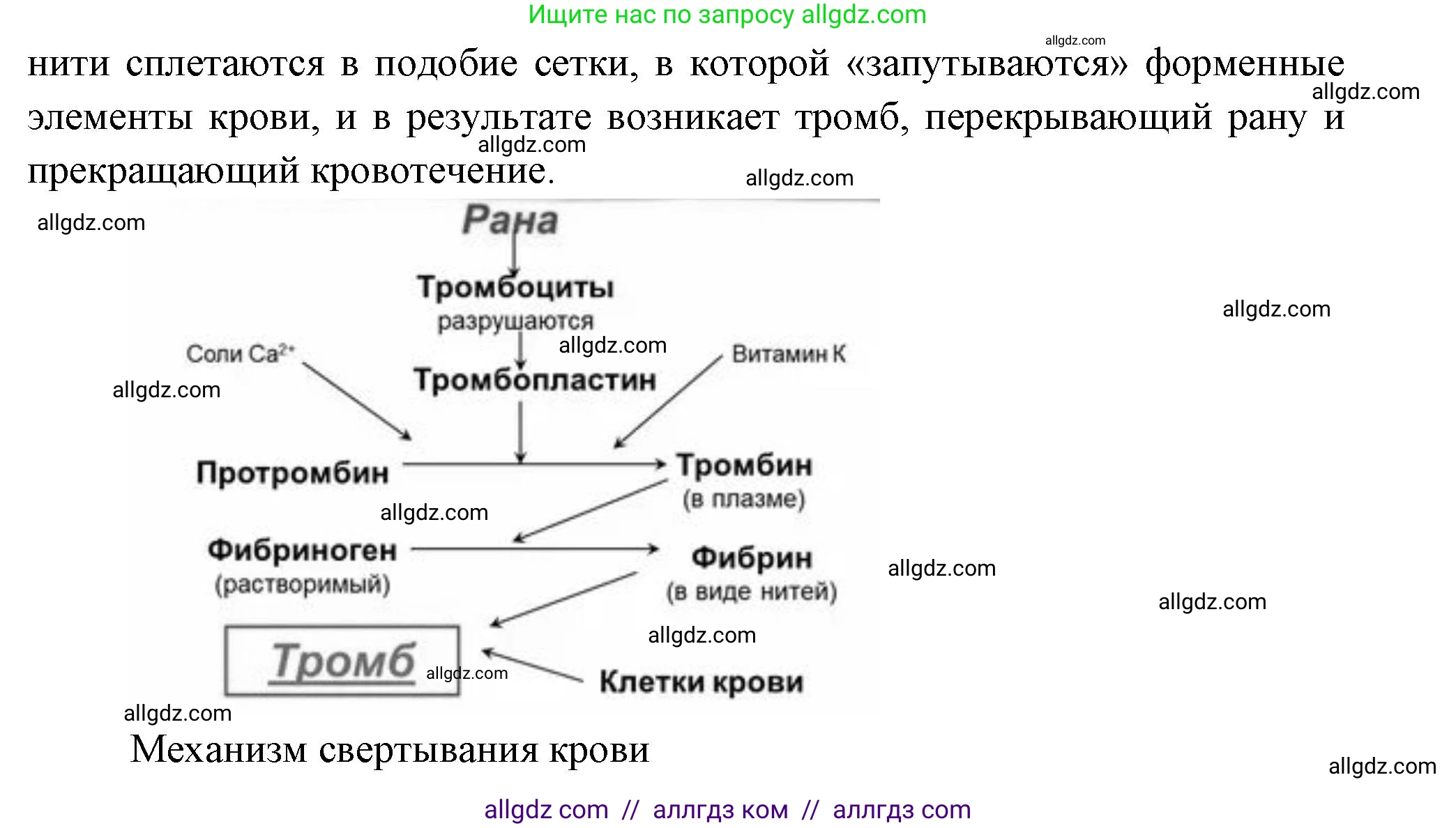 Биология, 9 класс Учебник, авторы: Пасечник Владимир Васильевич, Каменский Андрей Александрович, Швецов Глеб Геннадьевич, Гапонюк Зоя Георгиевна, издательство Просвещение, Москва, 2023, белого цвета, страница 104, номер 1, Решение (продолжение 2)