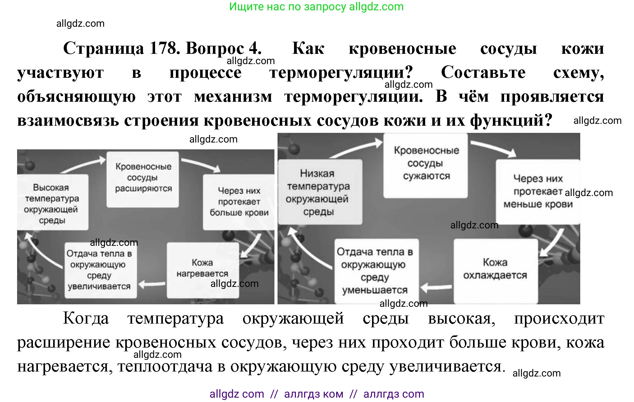 Биология, 9 класс Учебник, авторы: Пасечник Владимир Васильевич, Каменский Андрей Александрович, Швецов Глеб Геннадьевич, Гапонюк Зоя Георгиевна, издательство Просвещение, Москва, 2023, белого цвета, страница 178, номер 4, Решение